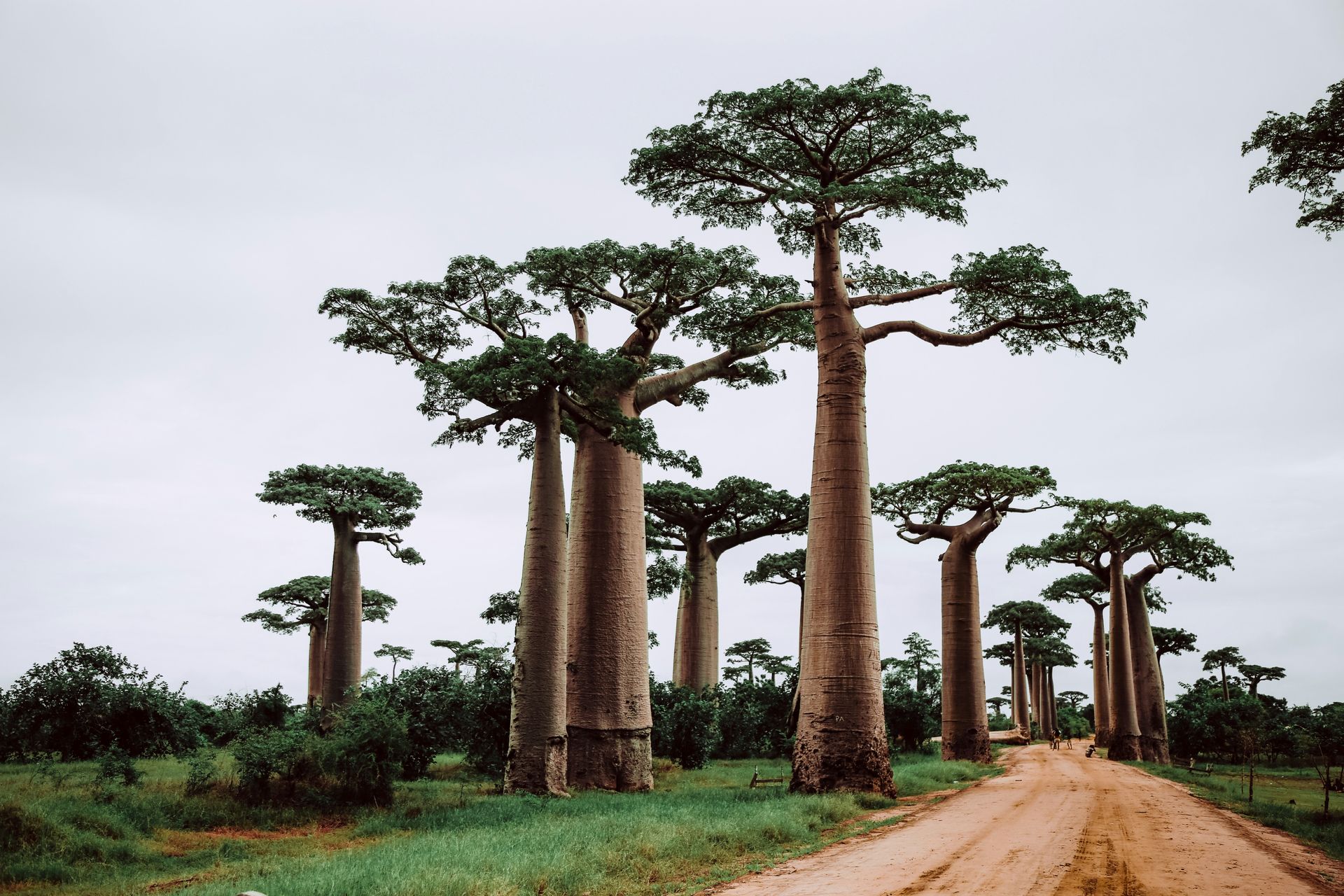 Baobab trees line a dirt road in Madagascar, their thick trunks rising to leafy crowns, under a cloudy sky.