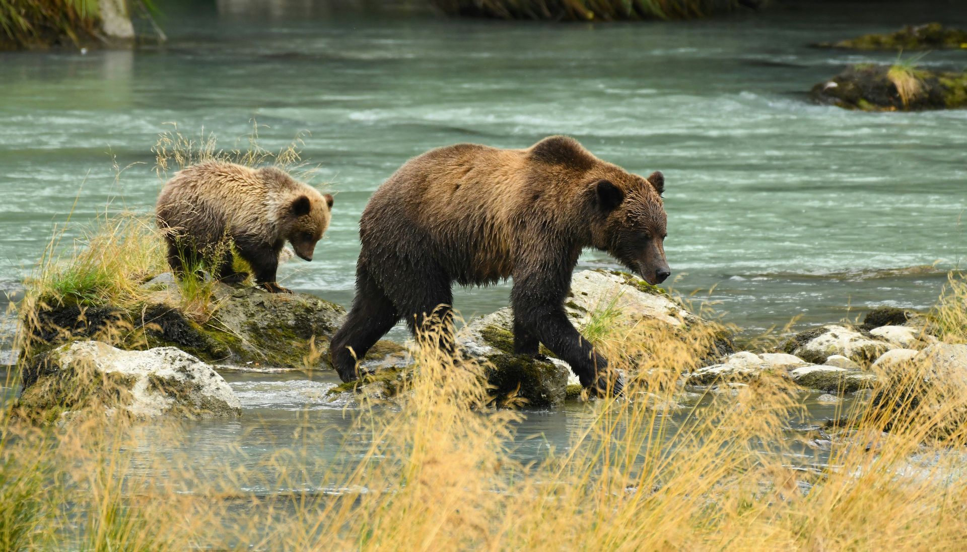 A brown bear and a cub walking along the edge of a river in Canada.