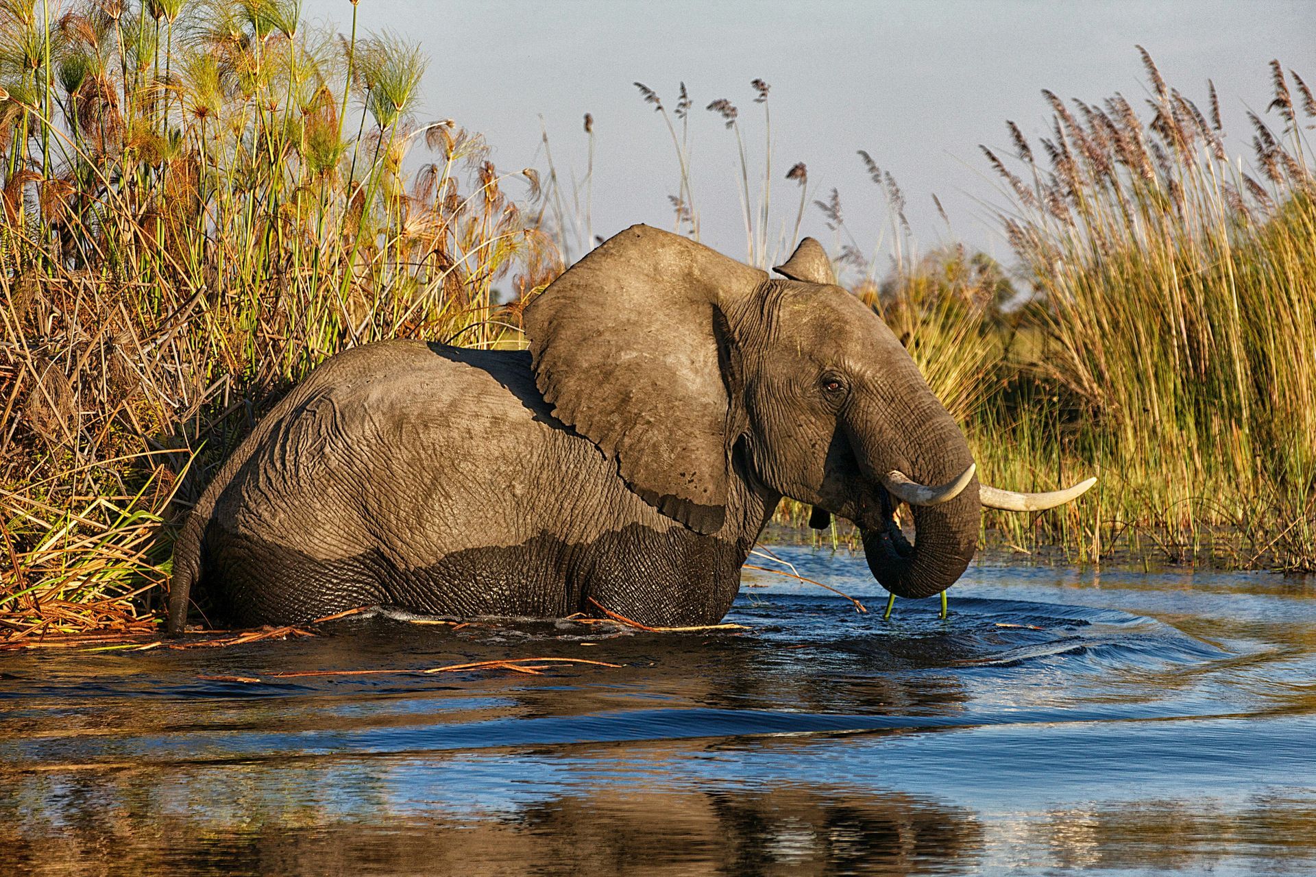 Elephant wading in river, trunk dipping into water, surrounded by tall reeds at the Okavango Delta, Botswana.