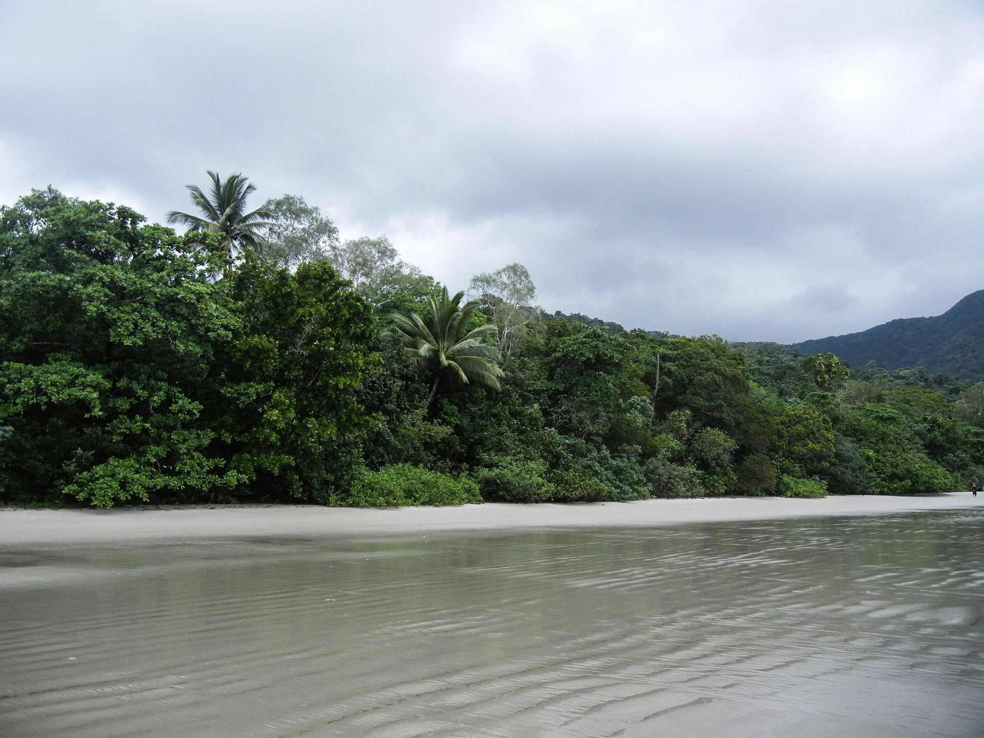 A beach with trees and mountains in the background in the Daintree Rainforest, Australia.