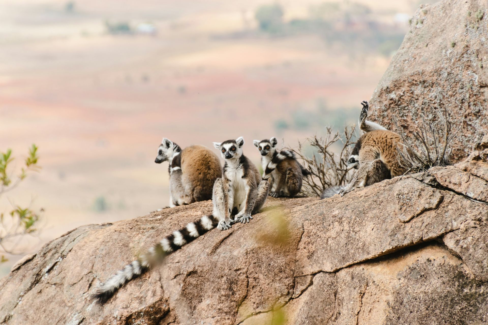 Ring-tailed lemurs perched on a rock, looking out over a dry in Madagascar.