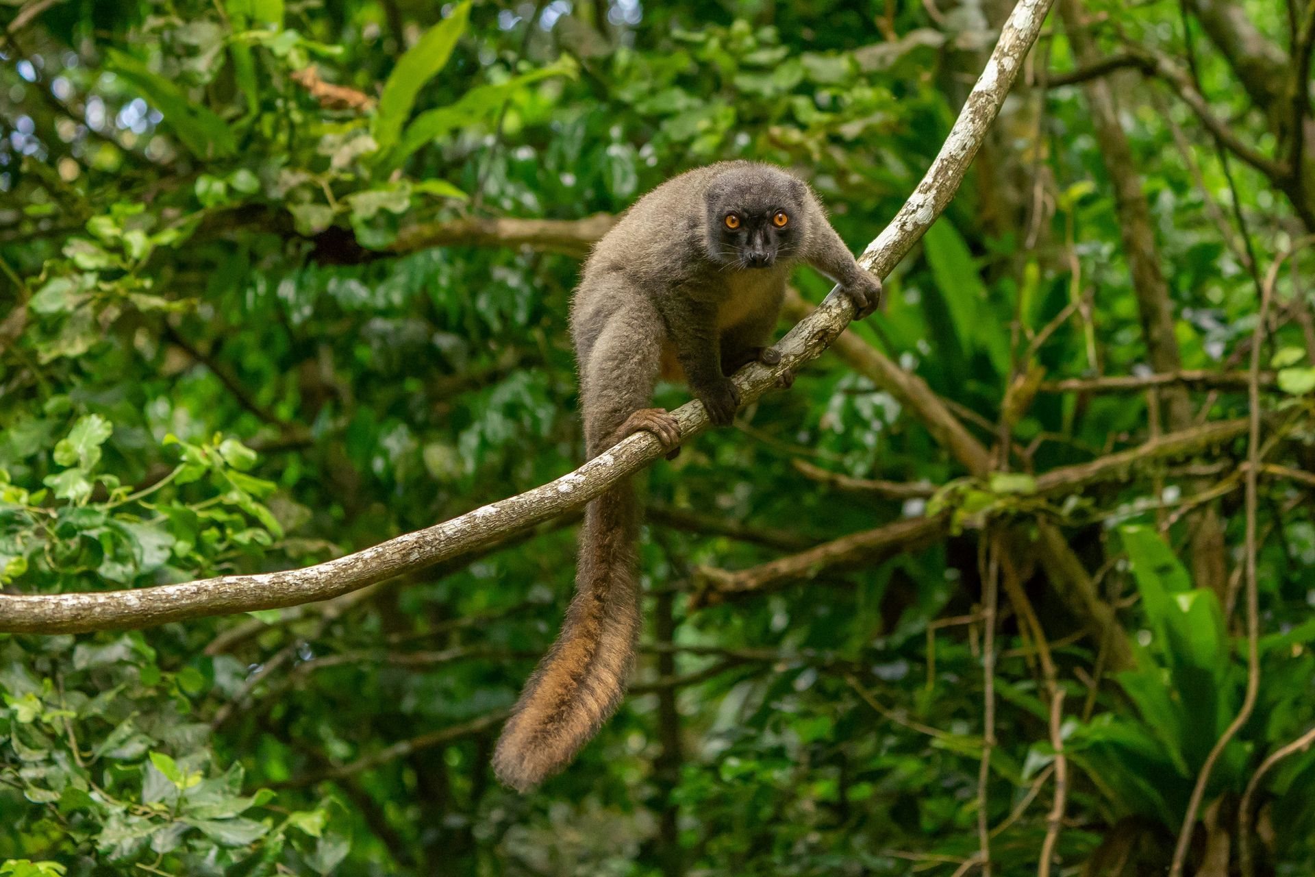 Brown lemur with a long tail on a tree branch, green foliage background in Andasibe-Mantadia, Madagascar.