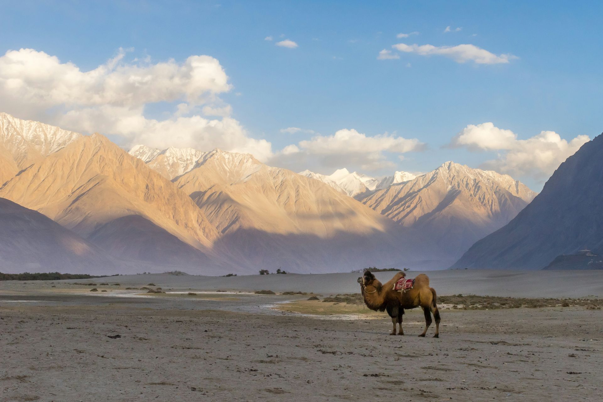 Camel stands on a sandy plain with mountains in the background in Ladakh, India.
