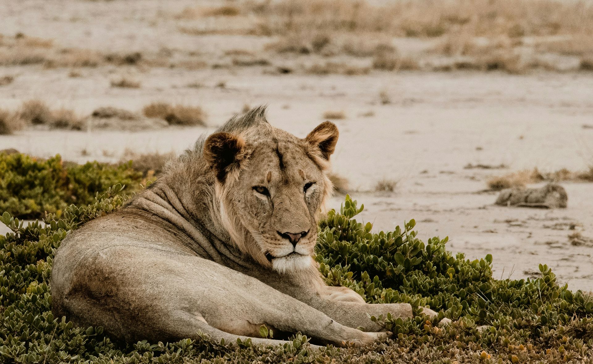 Lioness resting on a bed of green plants in a dry, sandy landscape in Amboseli National Park, Kenya.