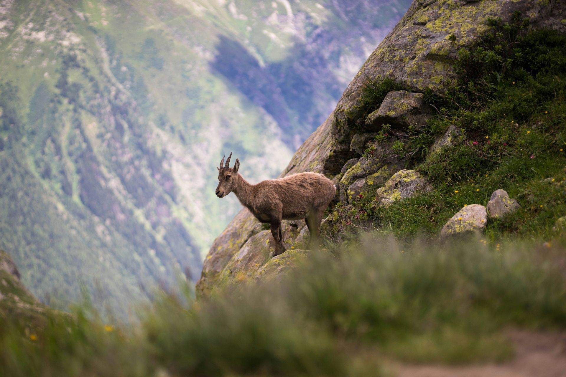 A mountain goat is standing on the side of the French Alps in Chamonix, France.