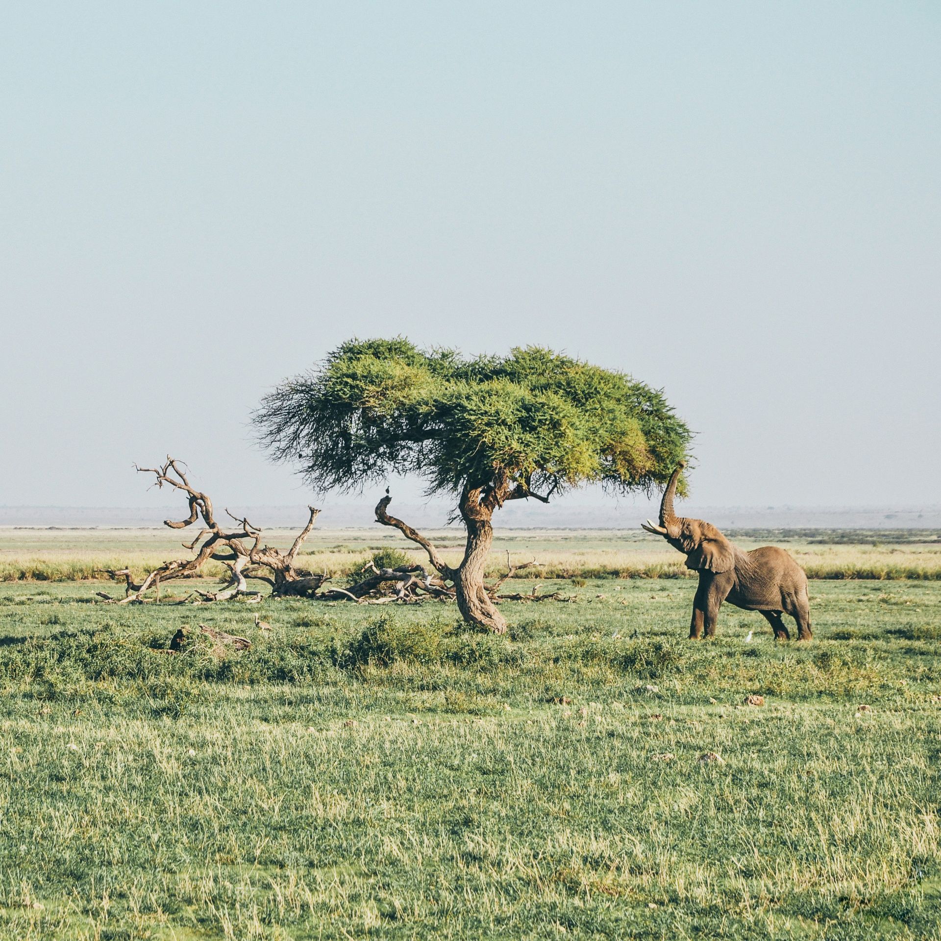 Elephant reaching for leaves on a tree in a grassy savanna in Amboseli National Park, Kenya.