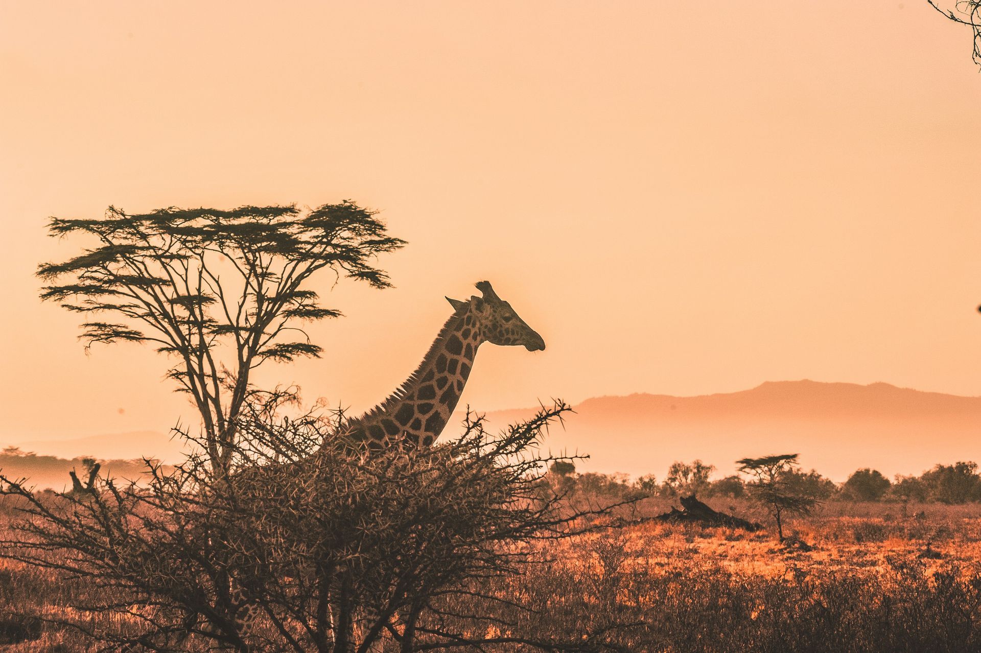 A giraffe is standing next to a tree in a field at sunset in Serengeti, Tanzania.