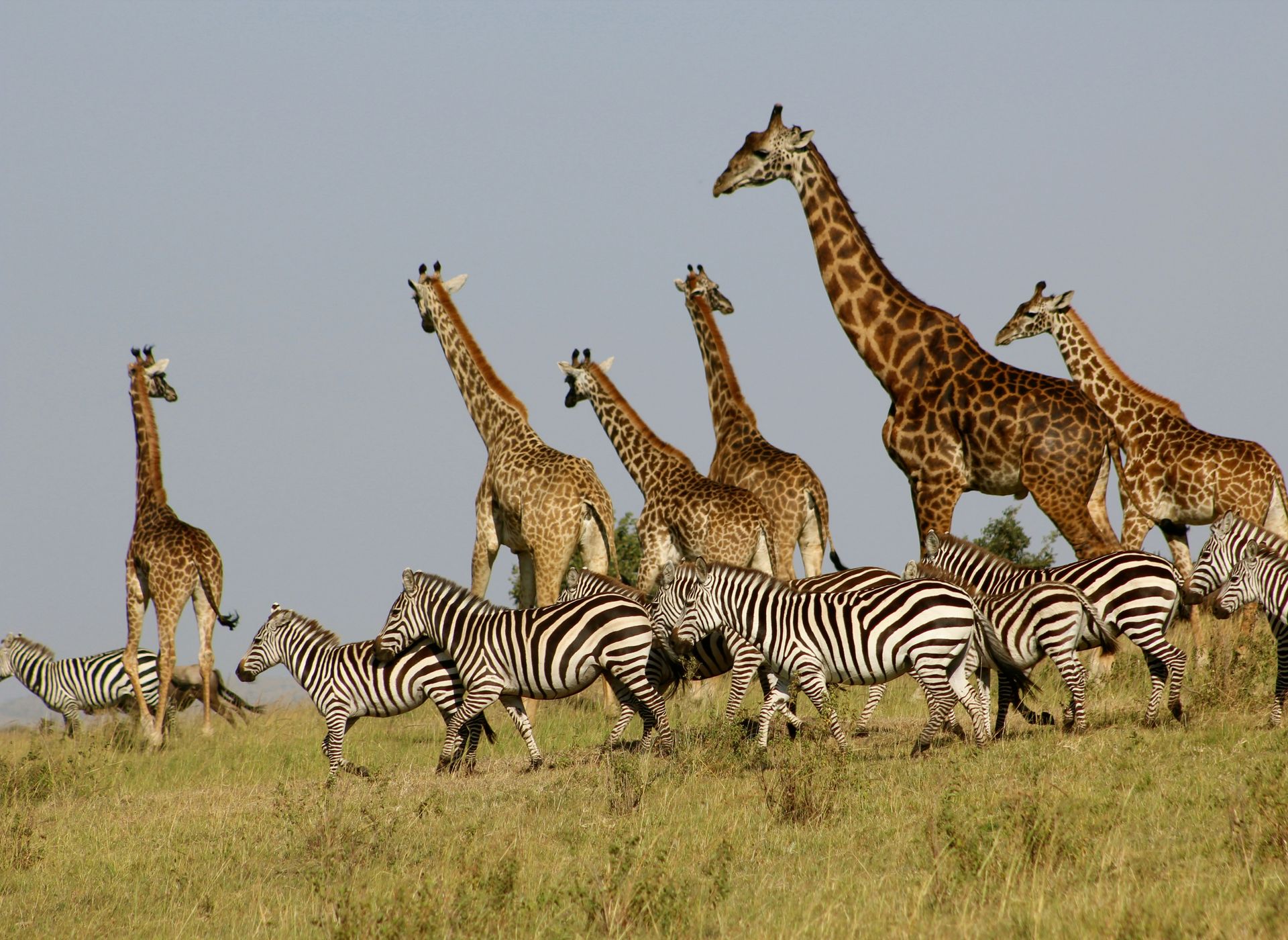 Giraffes and zebras graze together on grassy savanna in Maasai Mara National Reserve, Kenya.