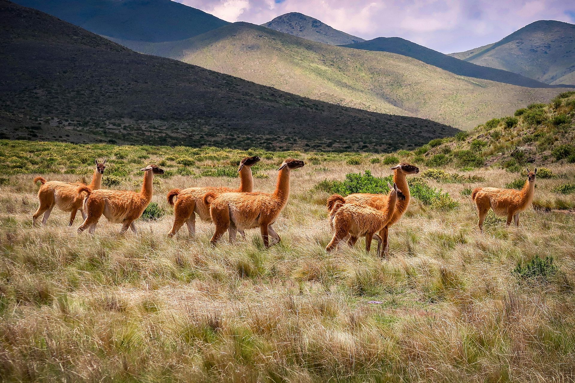 Llamas graze in a grassy field with rolling hills and mountains in the background in Salta, Argentina.