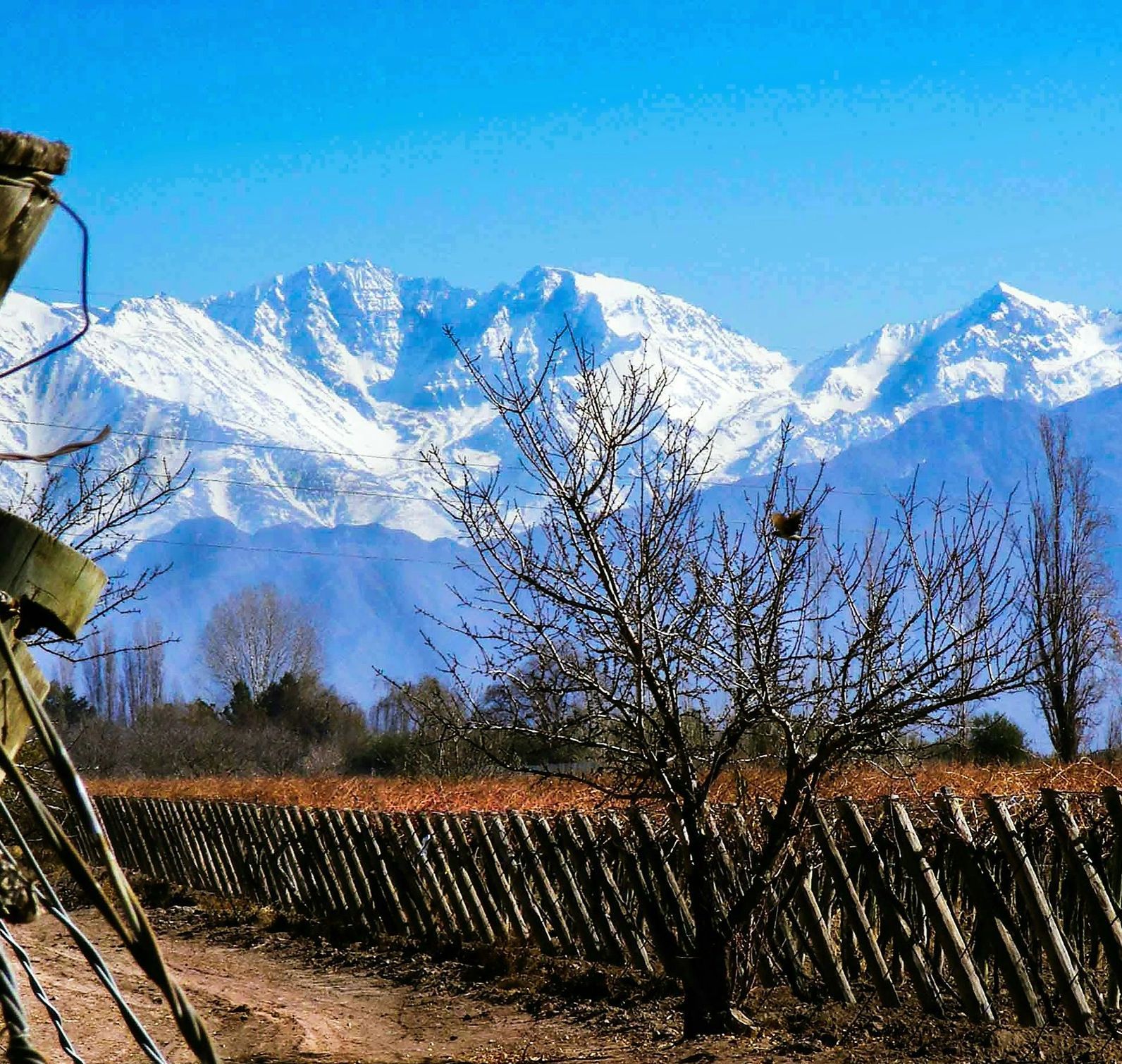 Snow-capped mountains rise behind a vineyard in front of a clear blue sky in Mendoza, Argentina.