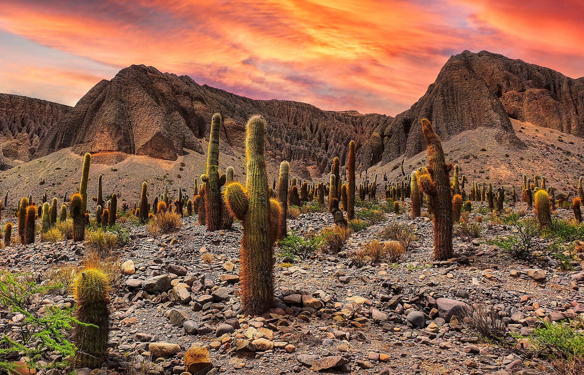 Cactus field in arid, rocky terrain with mountains in the background at sunset in Salta, Argentina.