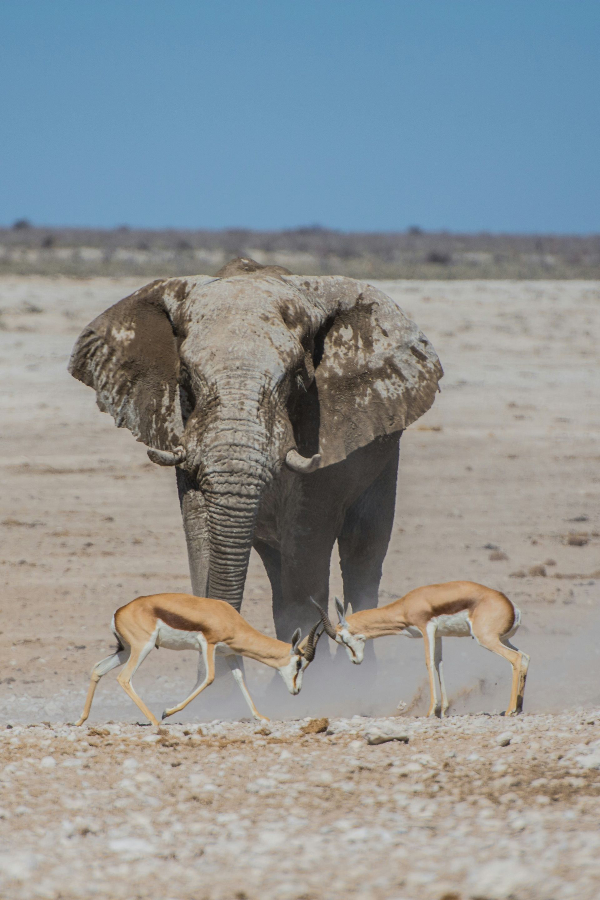 Elephant covered in mud watches two springboks playfully spar in Etosha National Park, Namibia.