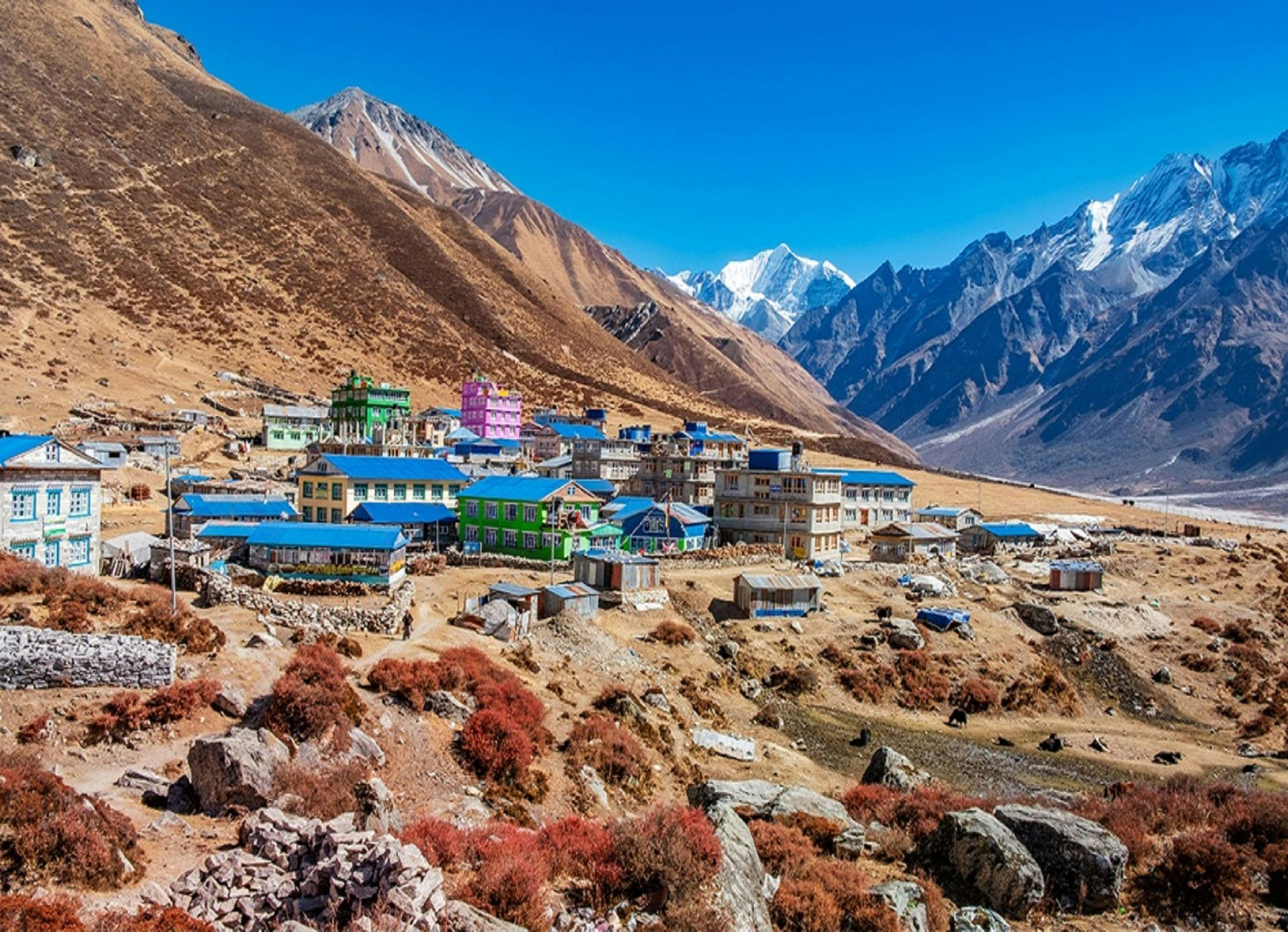 Colorful buildings nestled in a mountain valley, with snow-capped peaks in the background, in Langtang, Nepal.
