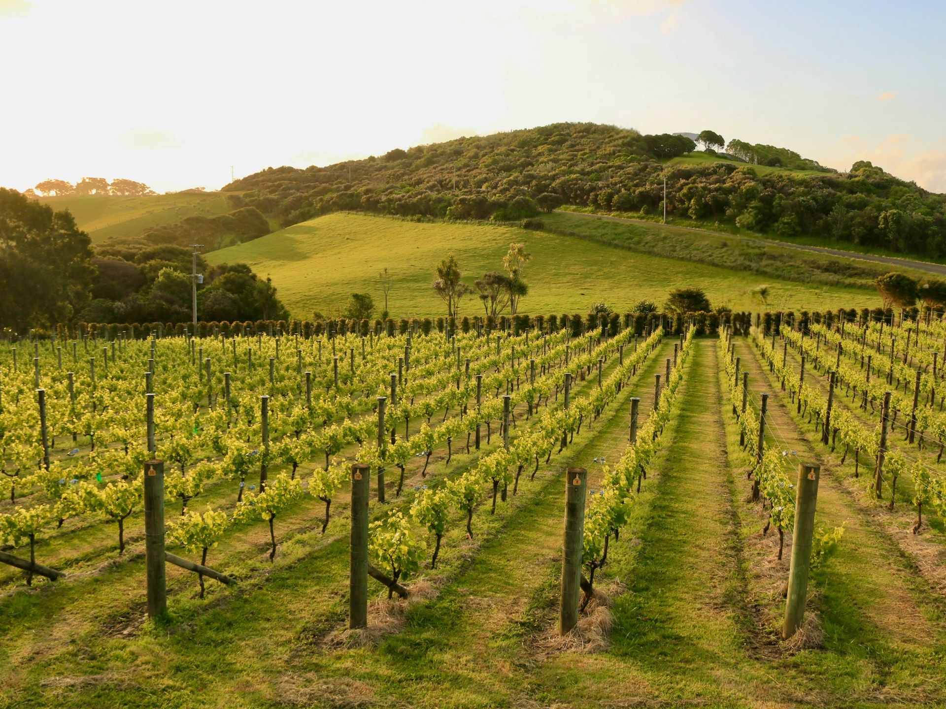 A vineyard with a mountain in the background at sunset on Waiheke Island, New Zealand.