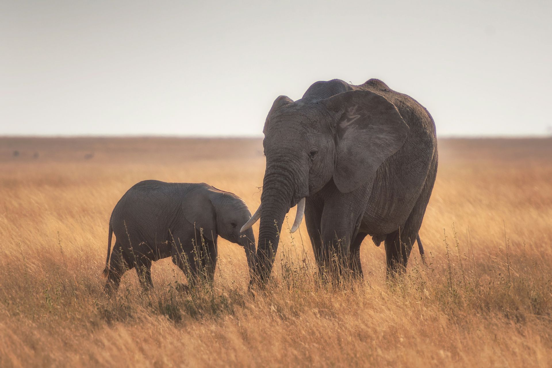 Two elephants are standing next to each other in a field in Serengeti, Tanzania.