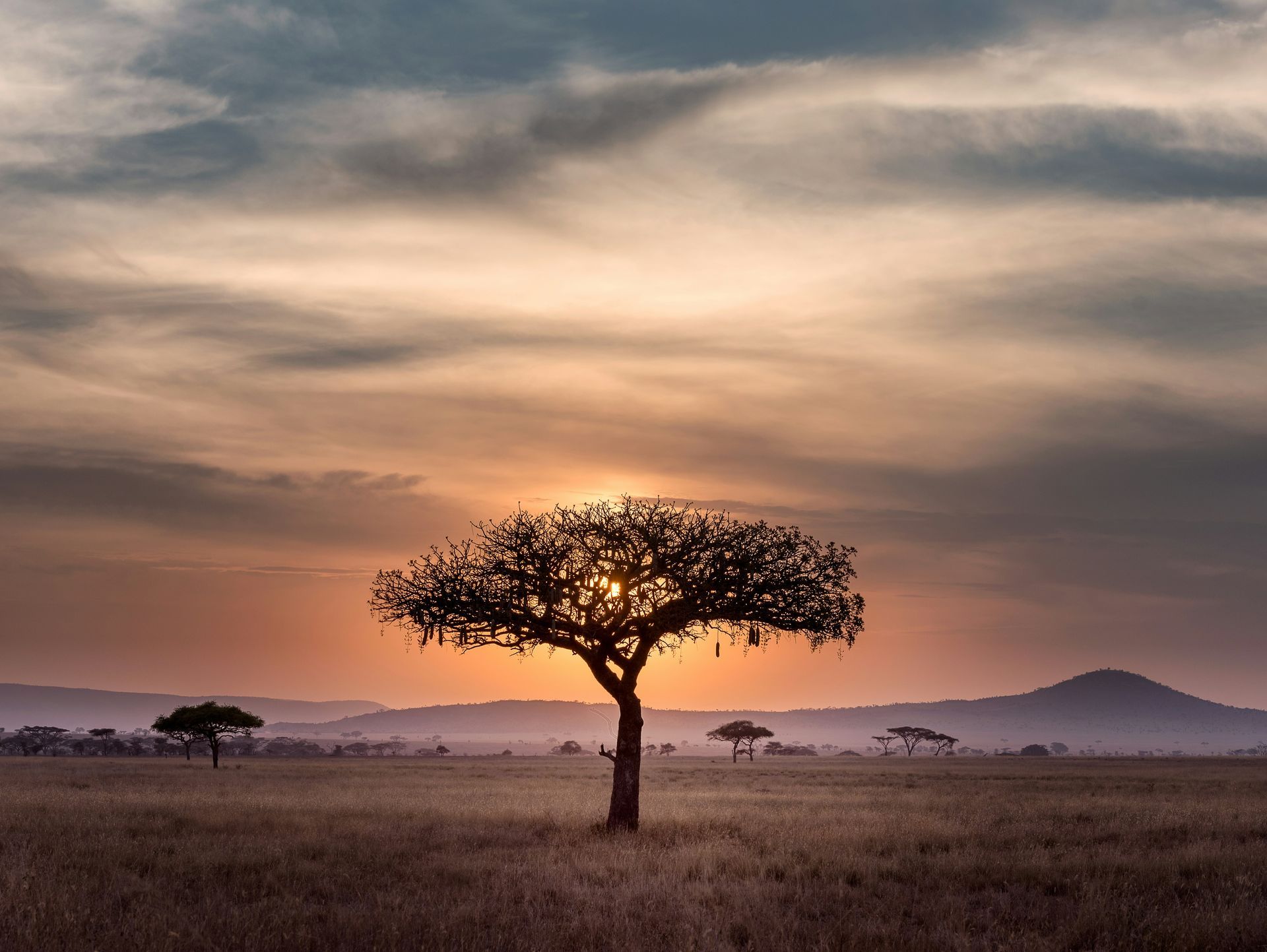 The sun is setting behind a tree in the middle of a field in Serengeti, Tanzania.