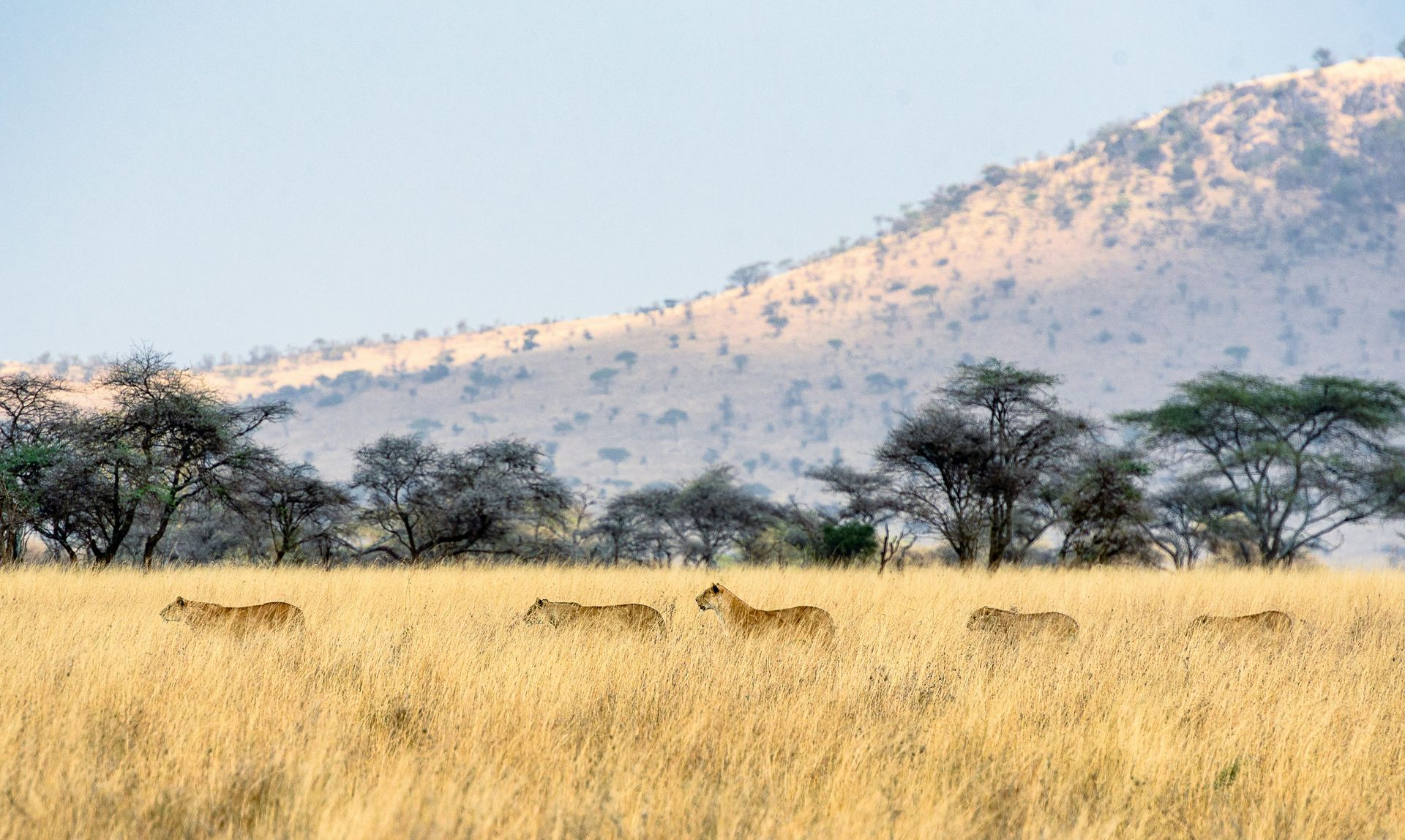 A herd of zebras are walking through a grassy field with a mountain in the background in Serengeti, Tanzania.