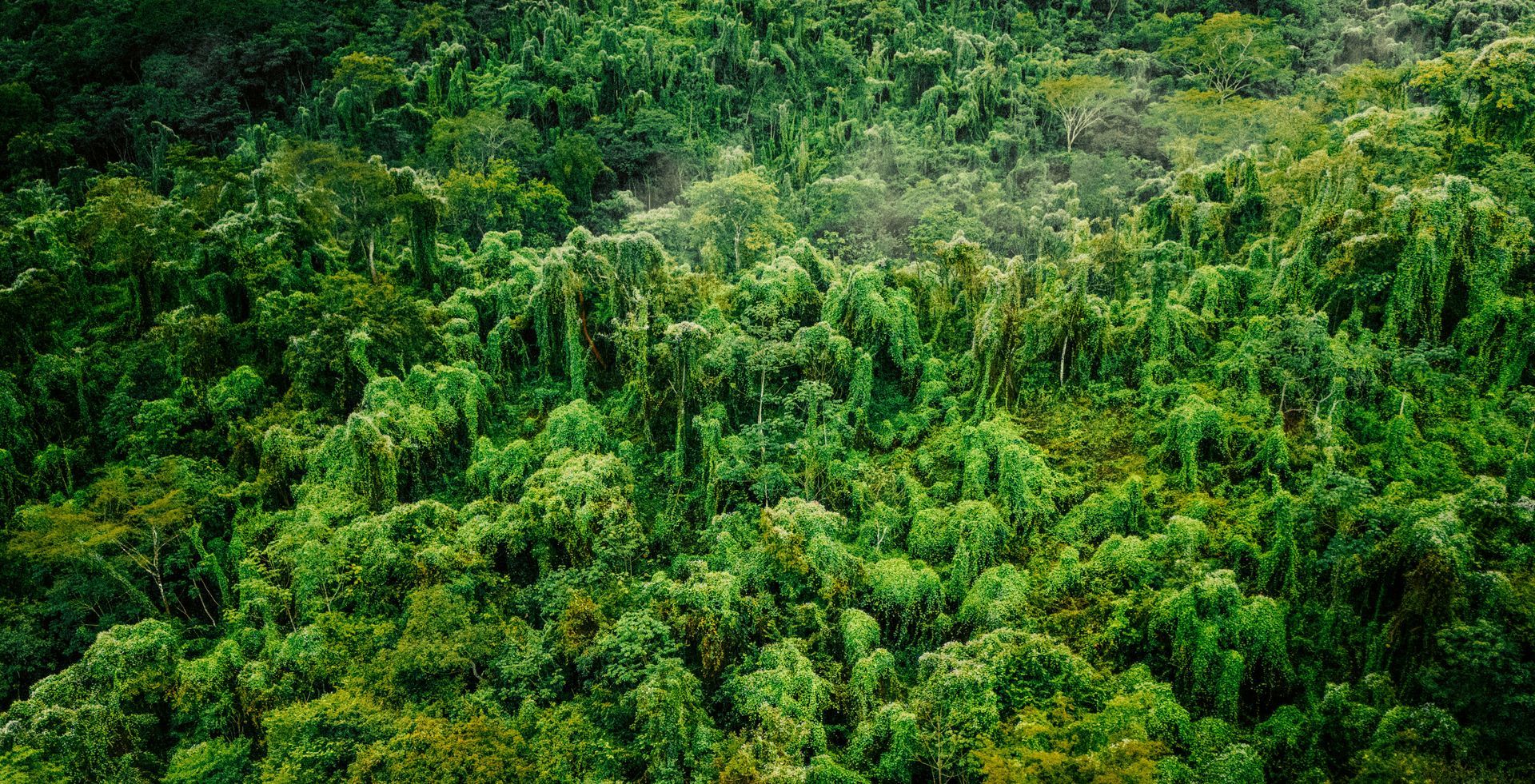 Dense, green rainforest canopy. Lush trees and vegetation create a textured, vibrant landscape in the Osa Peninsula, Costa Rica.