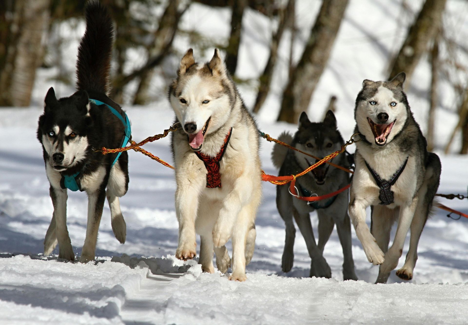 Four husky dogs are pulling a sled through the snow in Alaska.