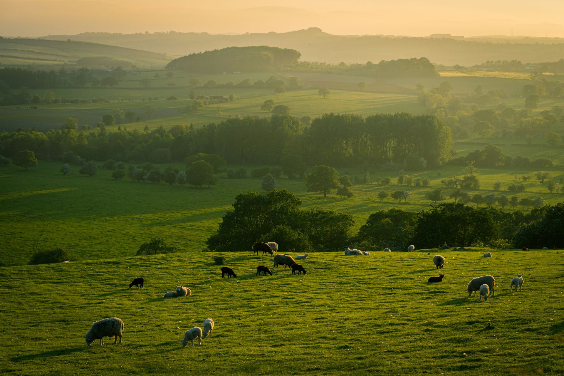 Rolling green hills with sheep grazing under a golden sky in the Yorkshire Dales, England.
