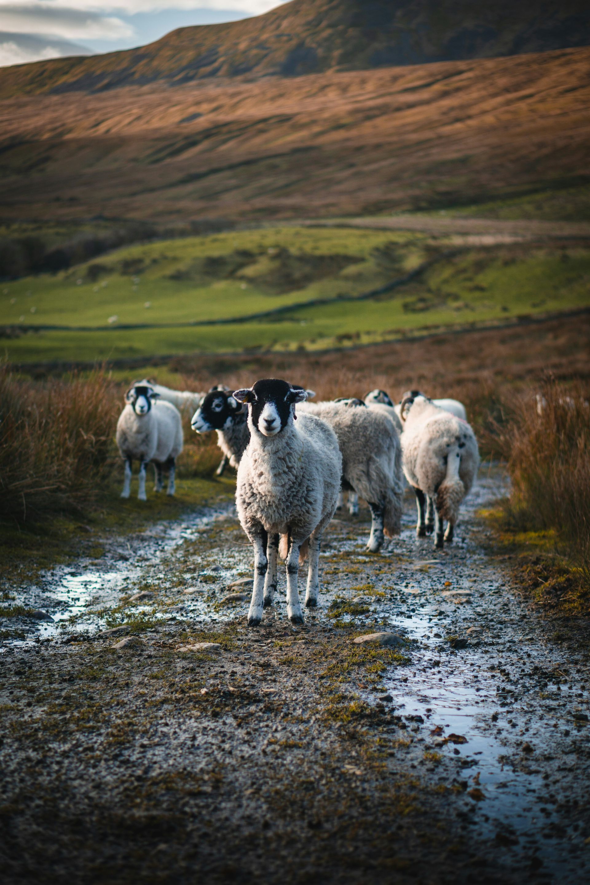 Sheep on a muddy track in a mountainous landscape in the Yorkshire Dales, England.