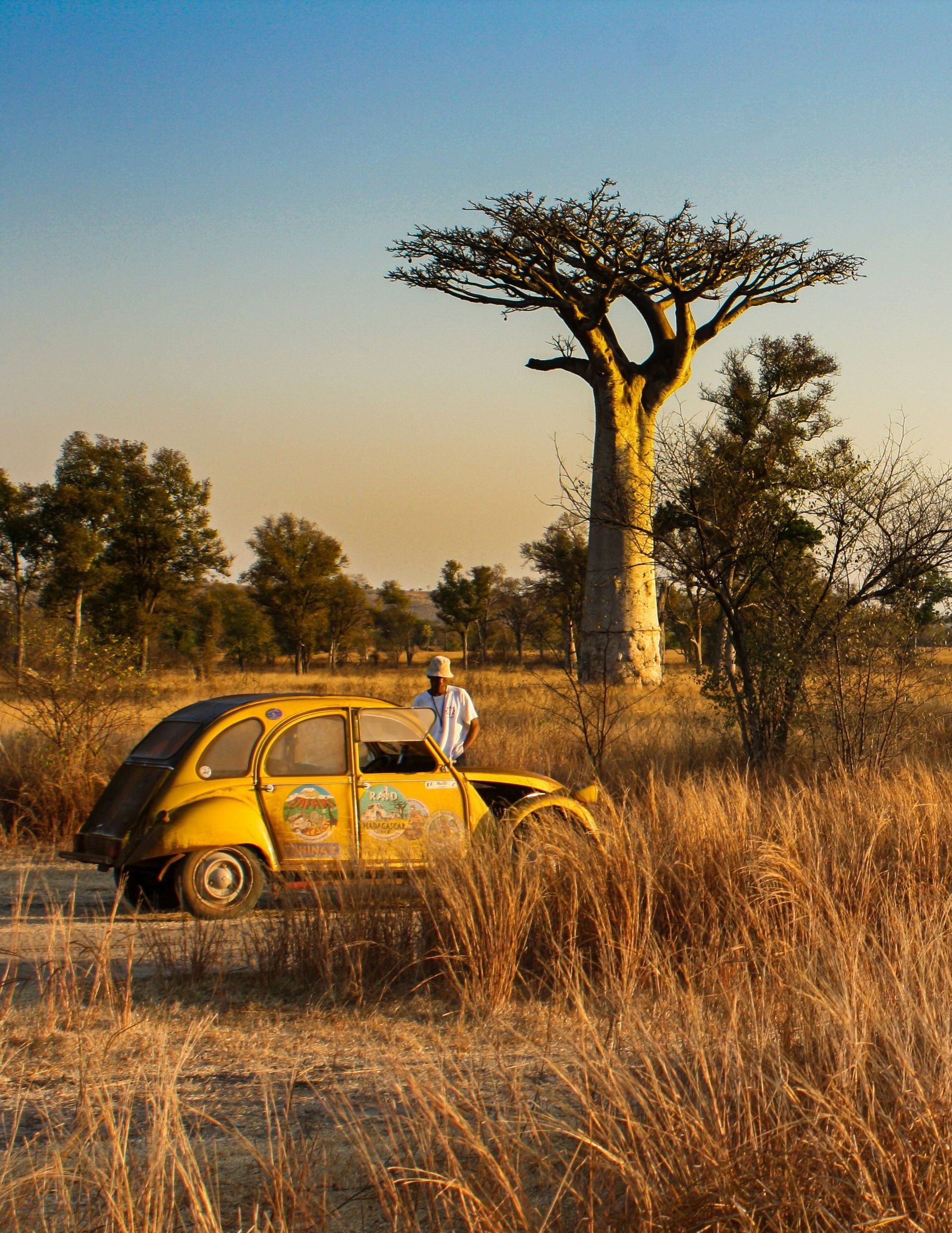 Yellow vintage car in tall grass under a baobab tree; a man standing in Madagascar.