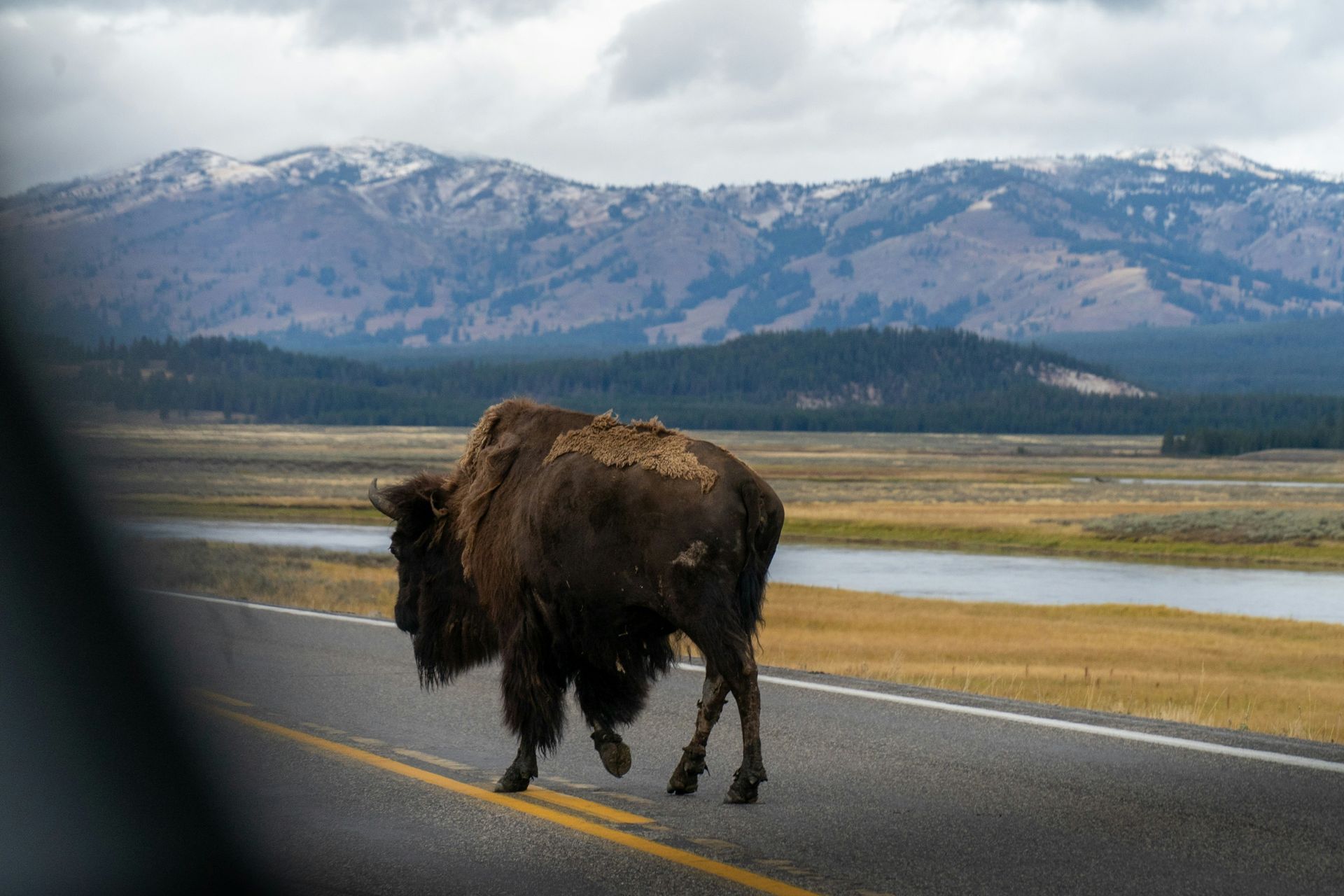 A bison is walking across a road with mountains in the background in Montana.