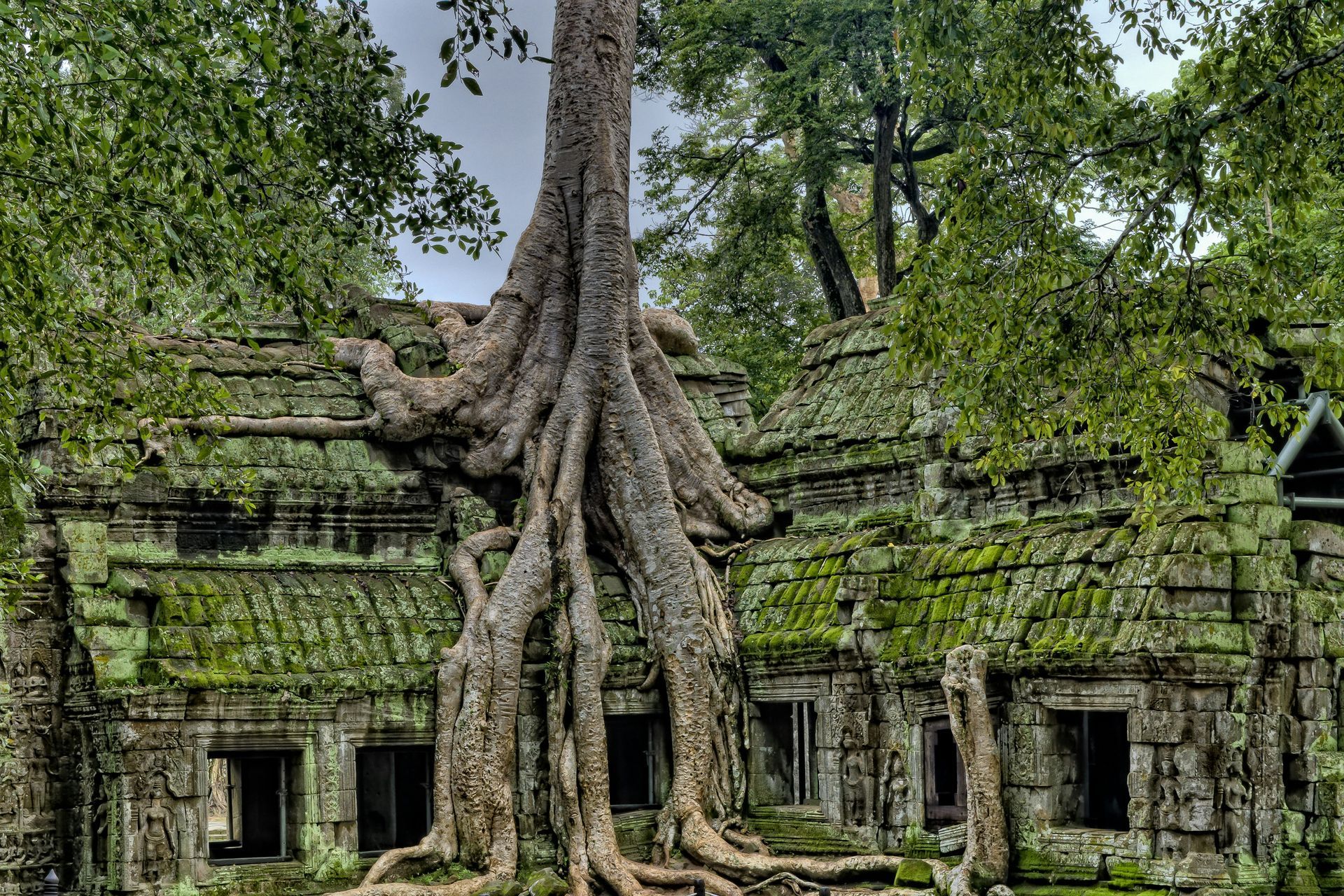 Stone temple ruins overgrown by large tree roots in a lush green forest in Siem Reap, Cambodia.