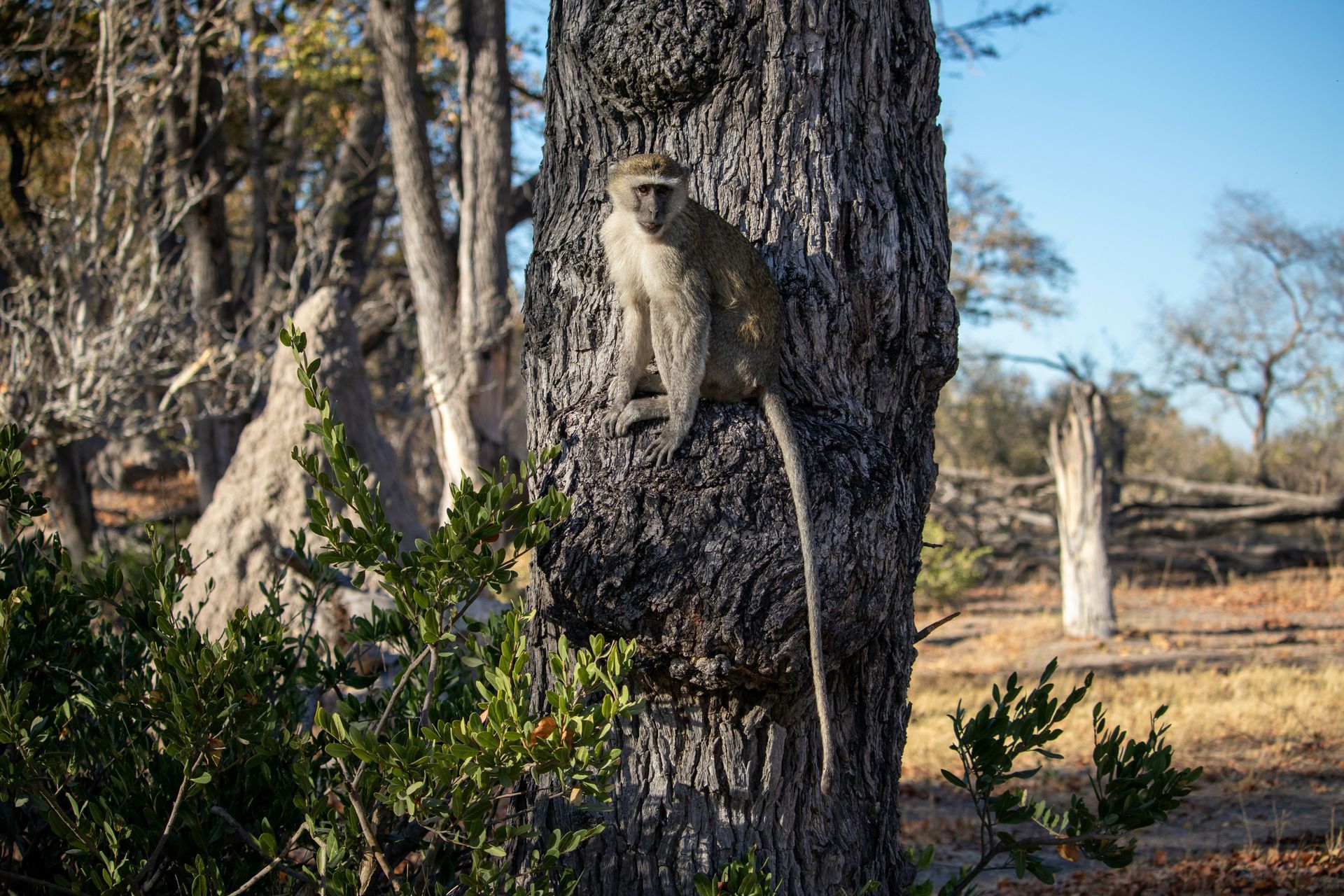 Monkey perched on a tree trunk in a sunny, dry savanna environment at Moremi Game Reserve, Botswana.