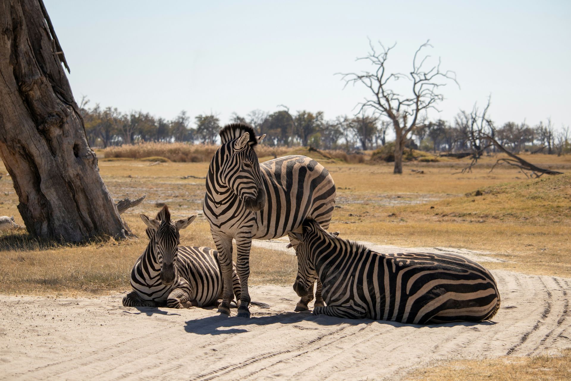 Zebras resting on a dirt road under a bright sun, surrounded by dry grass and trees at Moremi Game Reserve, Botswana.