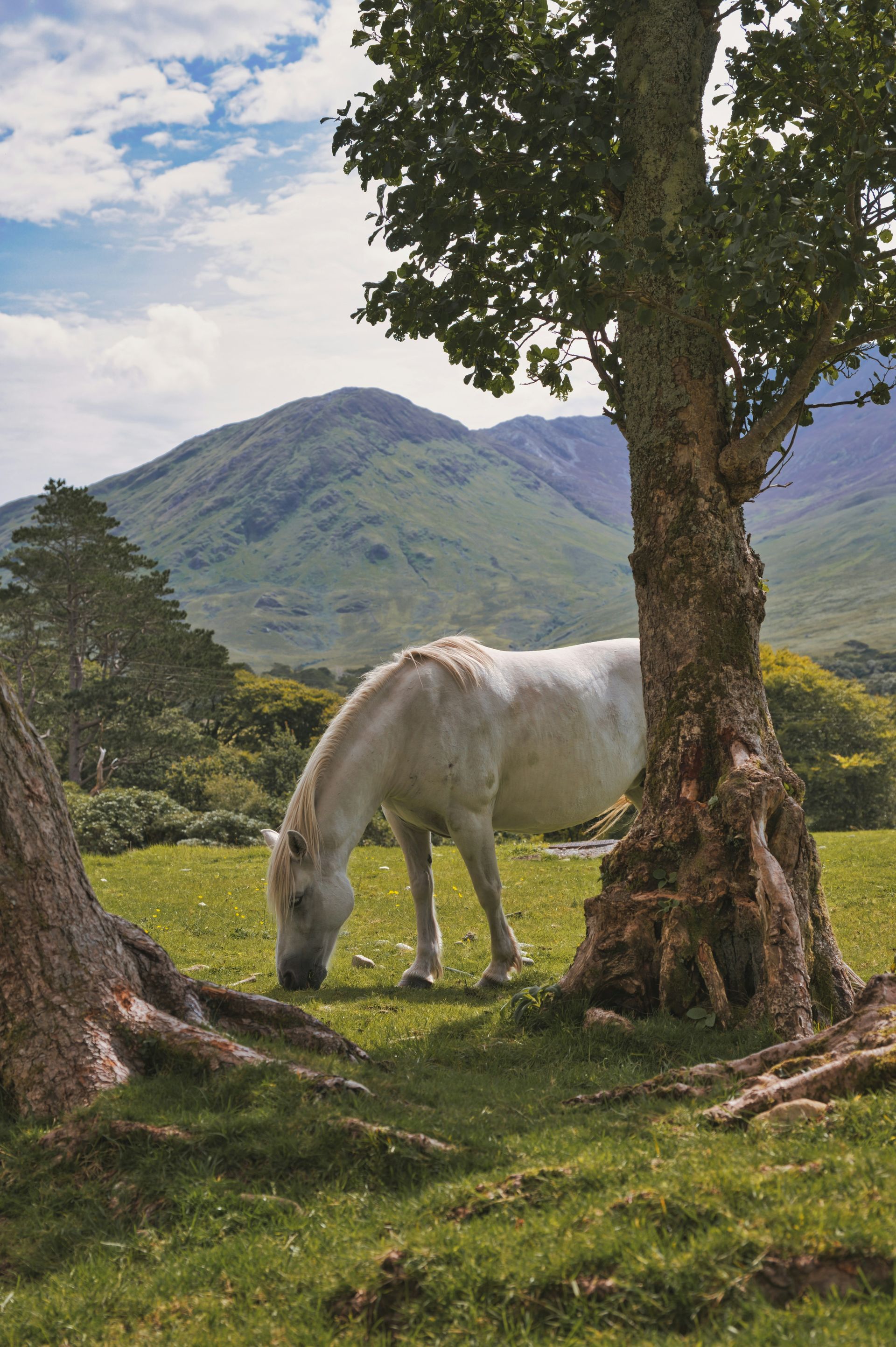 White horse grazing in a green field, with mountains and a tree in the background in Connemara, Ireland.