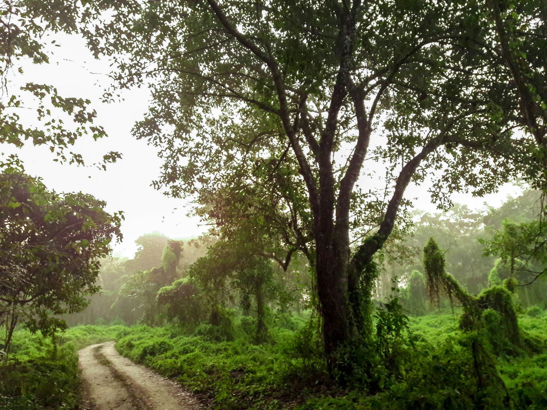 Dirt road winding through lush green forest at Chitwan National Park, Nepal.