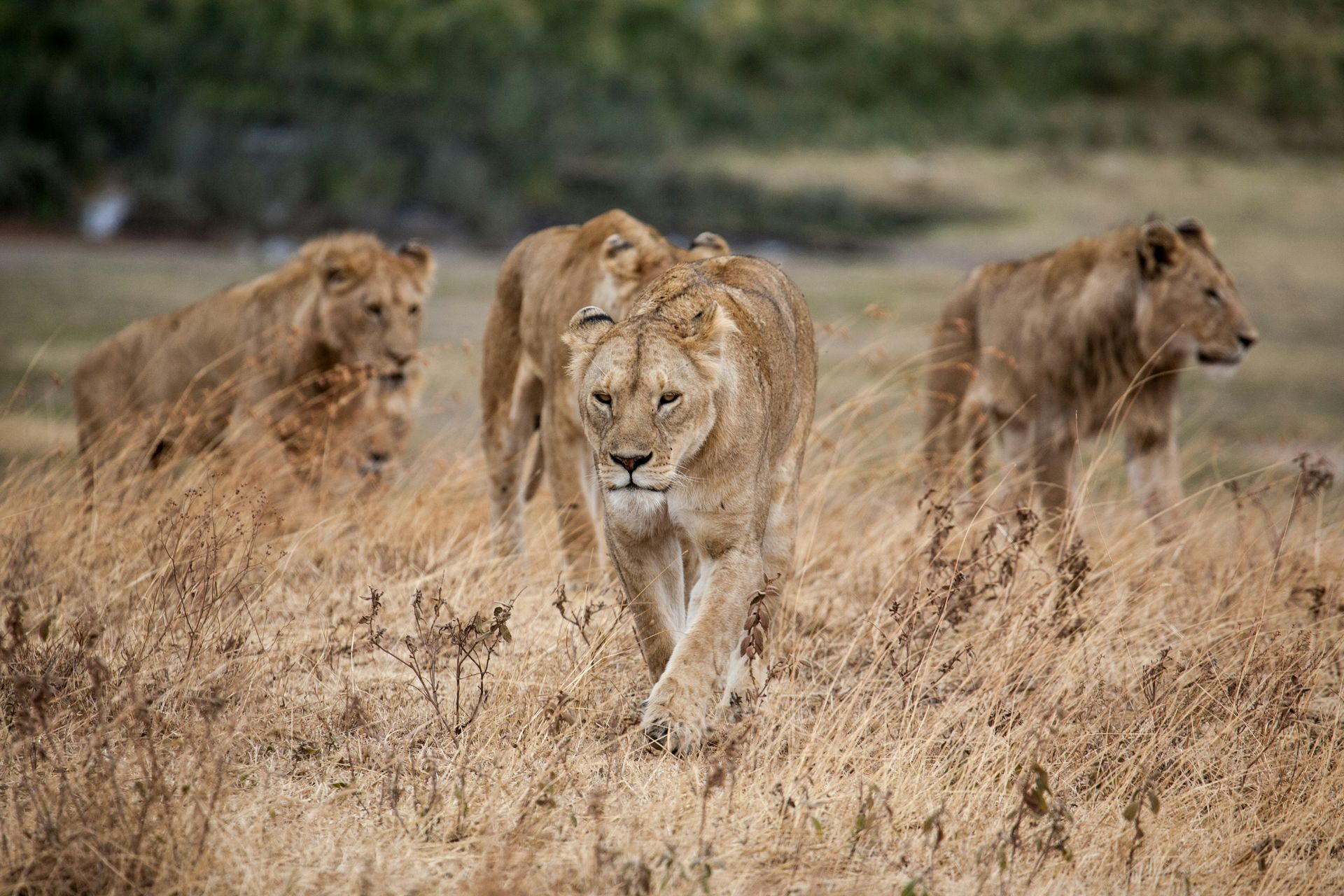 A group of lions are walking through a dry grass field in Ngorongoro, Tanzania.