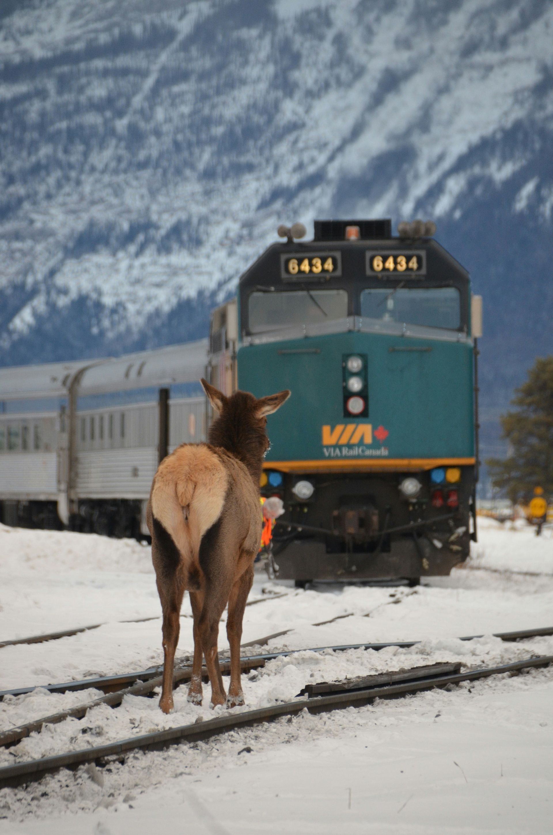 An elk stands on train tracks in the snow, looking at a passing VIA Rail train in Jasper, Canada.