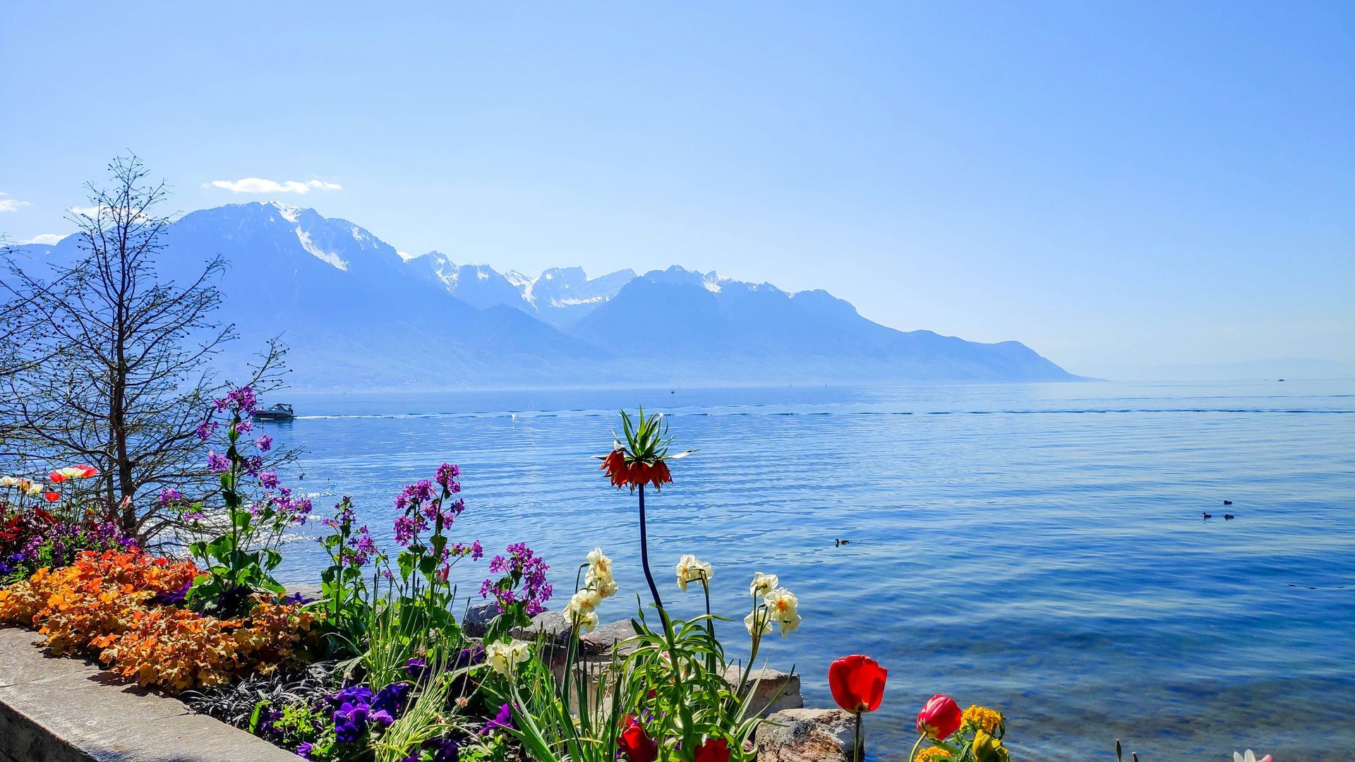 Flowers in foreground with lake and mountains in background on a sunny day in Montreux, Switzerland.