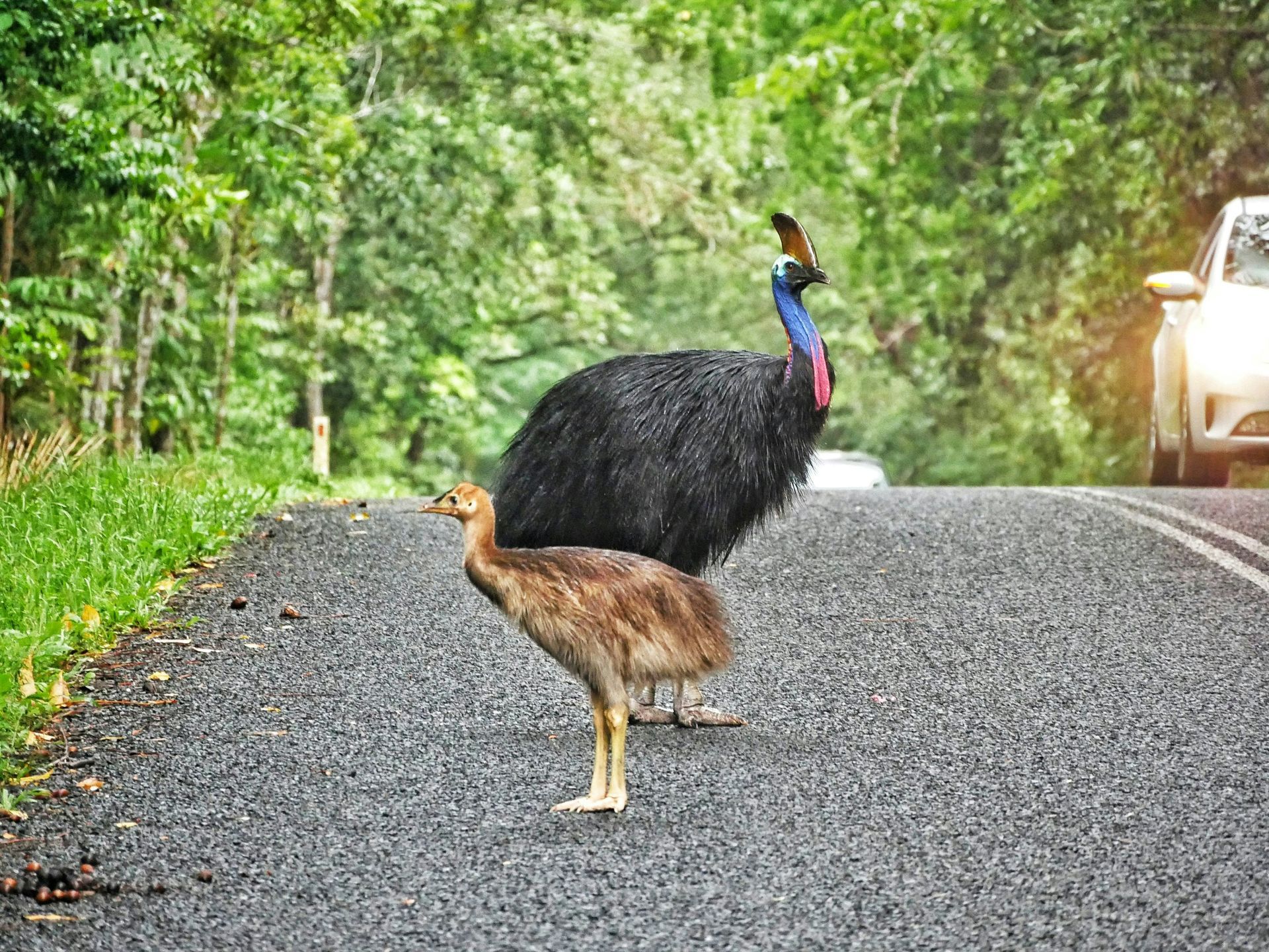Two birds standing in the road the the Daintree Rainforest, Australia. 
