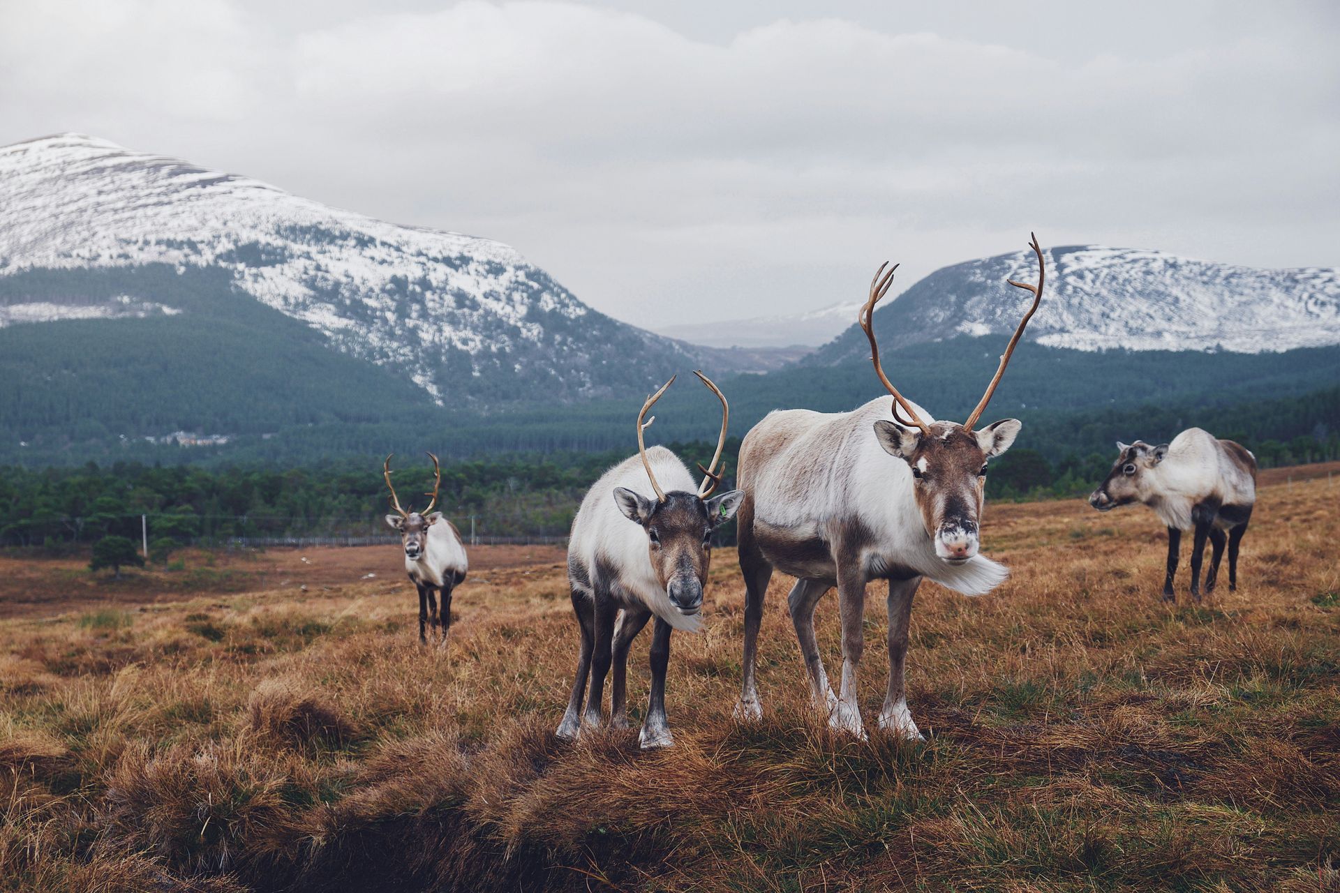 Reindeer grazing in a field with a backdrop of snowy mountains and a cloudy sky in Cairngorms National Park, Scotland.