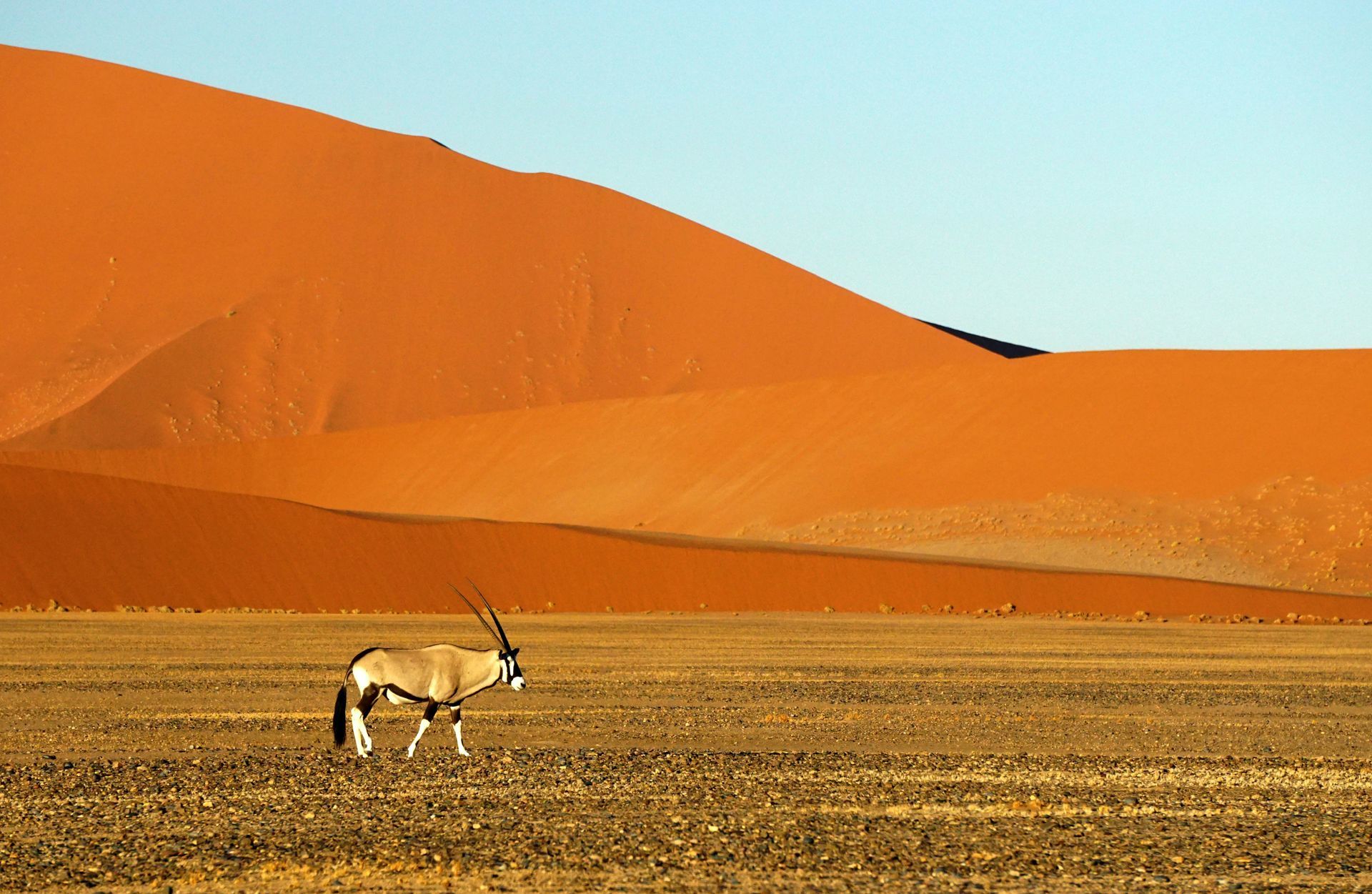 Oryx walking in the Namib Desert with large orange sand dunes in the background in Namibia.