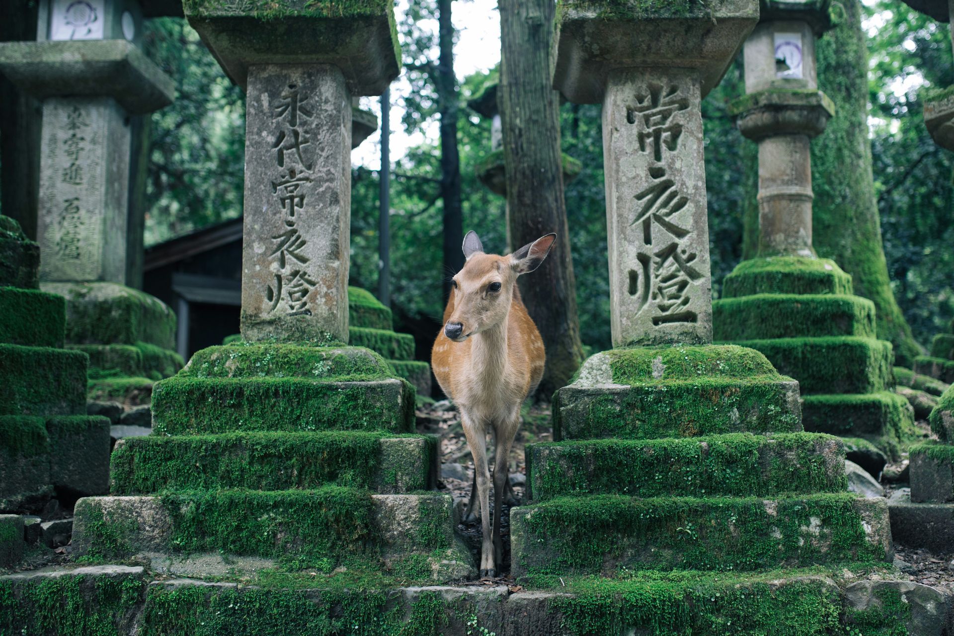 Deer standing between mossy stone lanterns in a forest in Nara, Japan.