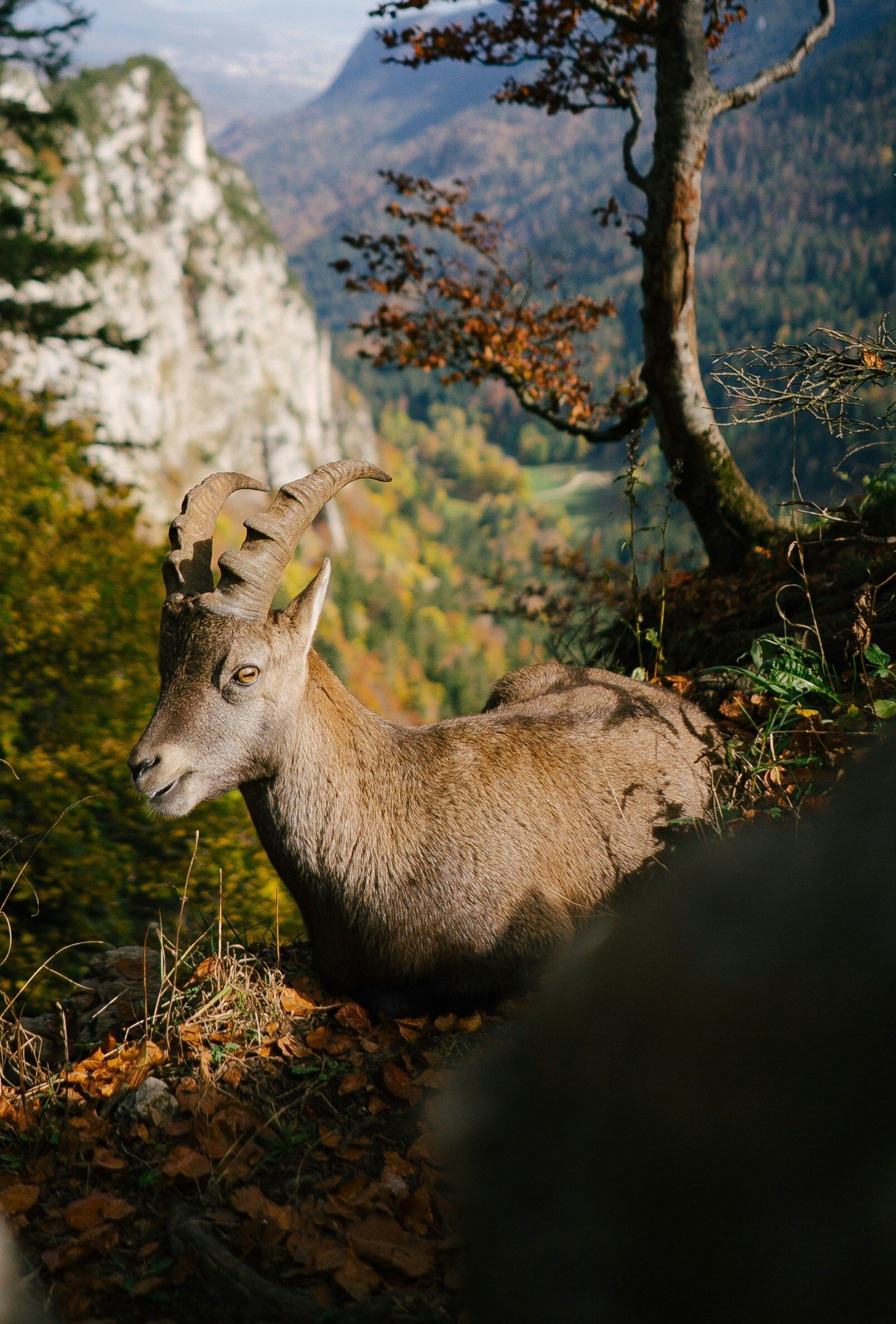 Ibex on a rocky ledge overlooking a forested valley; autumn colors in Creux du Van, Switzerland.
