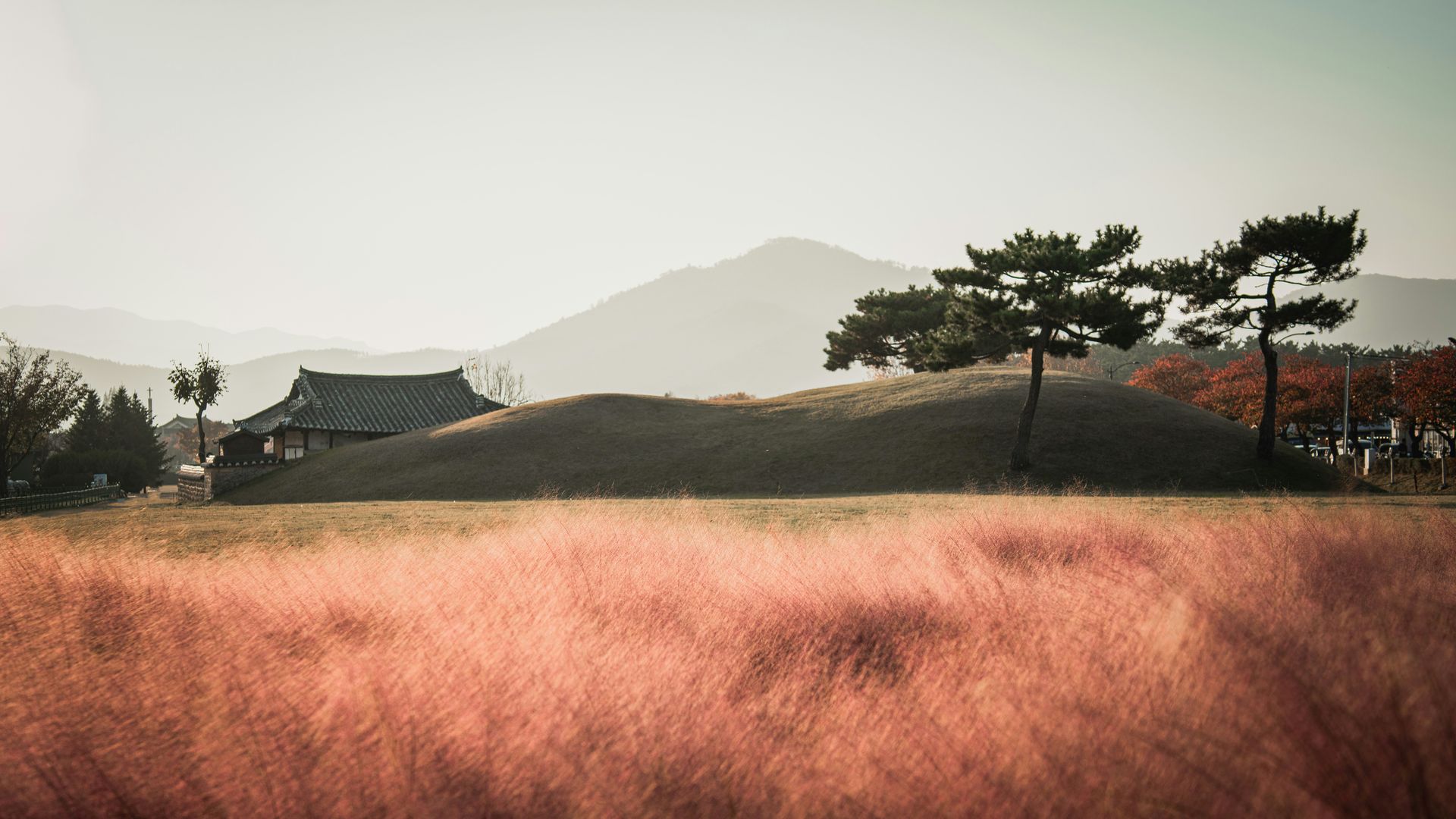 Pink grass field with traditional Korean building, burial mound, and mountain in Gyeongju, South Korea.