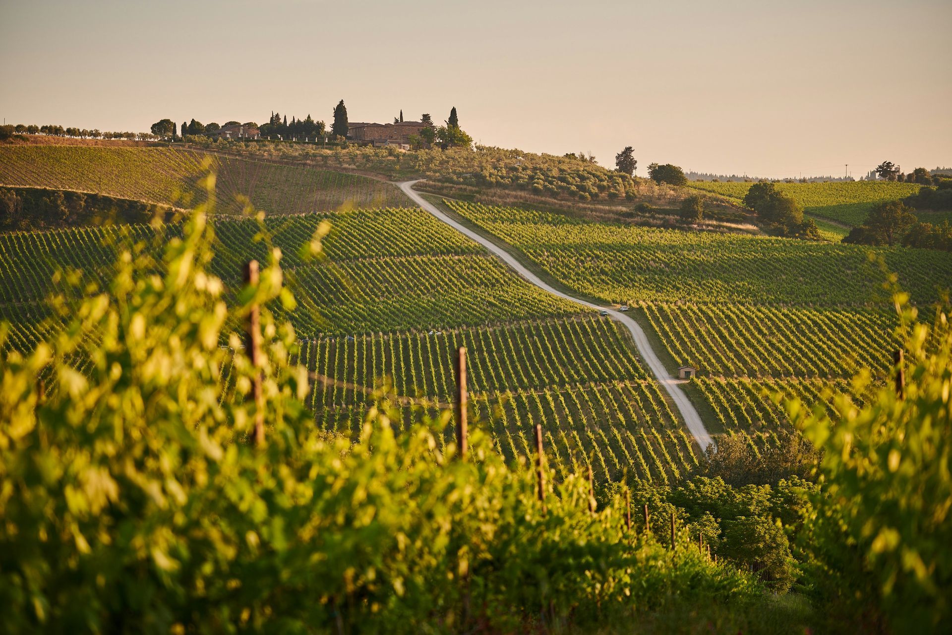 A view of a vineyard with a road going through it in Asciano, Tuscany.