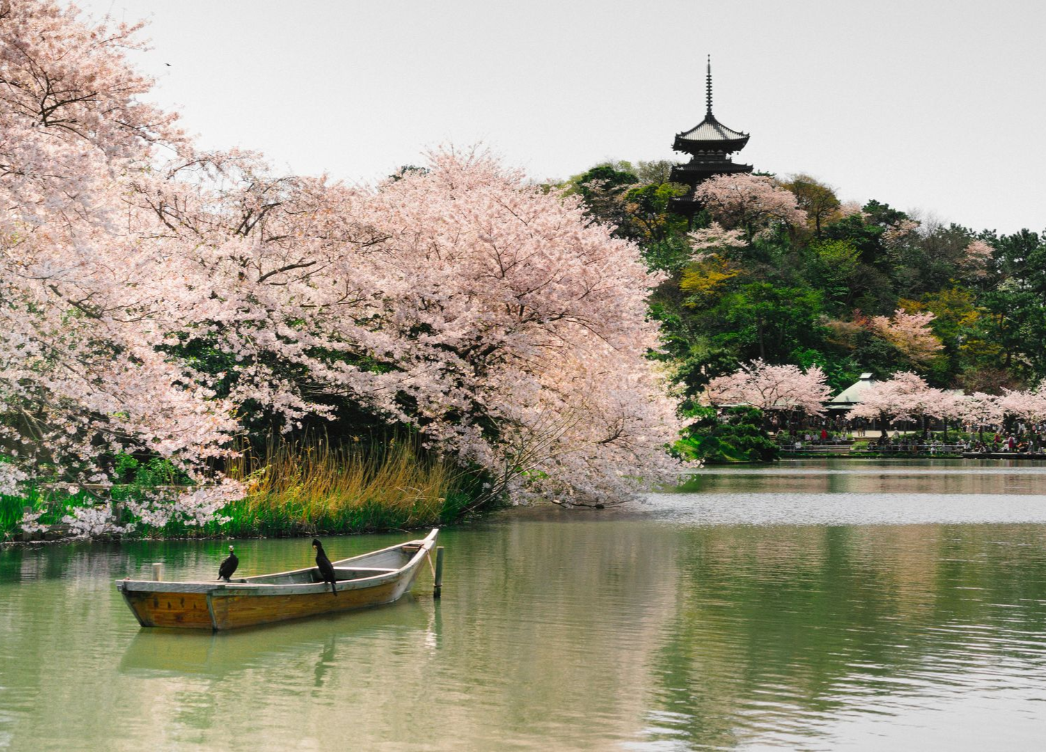 Boat floats on lake under cherry blossoms; pagoda atop hill in background in Japan.