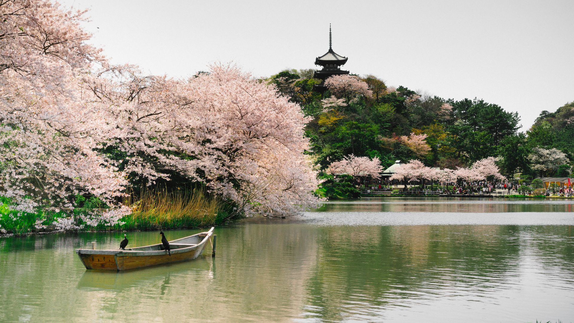 Boat floats on lake under cherry blossoms; pagoda atop hill in background in Japan.