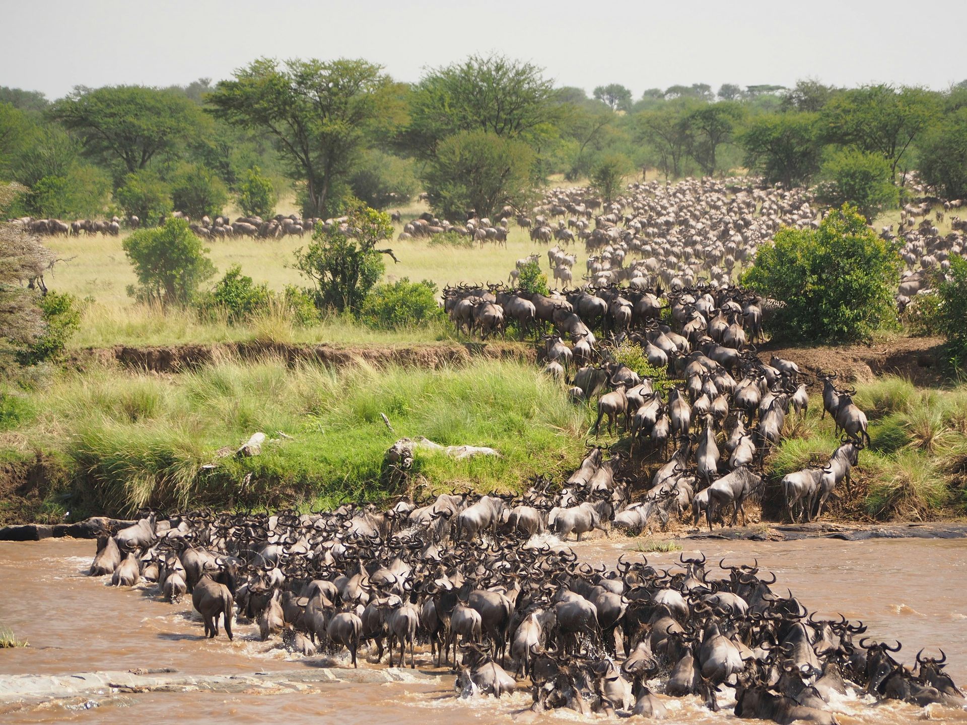 Wildebeest herd crossing a river in a savanna during the great migration in Serengeti National Park, Tanzania.