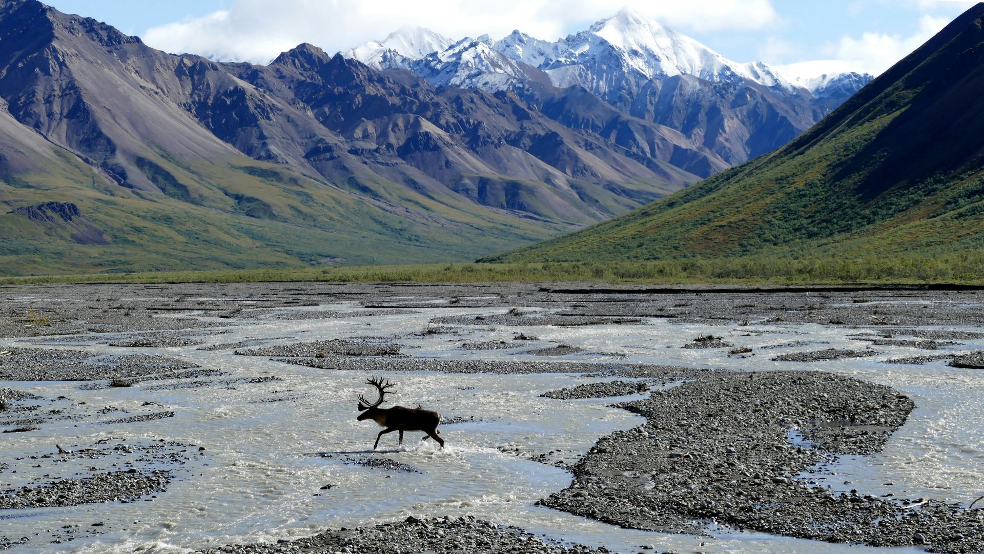 A deer is walking through a river with mountains in the background in Alaska.