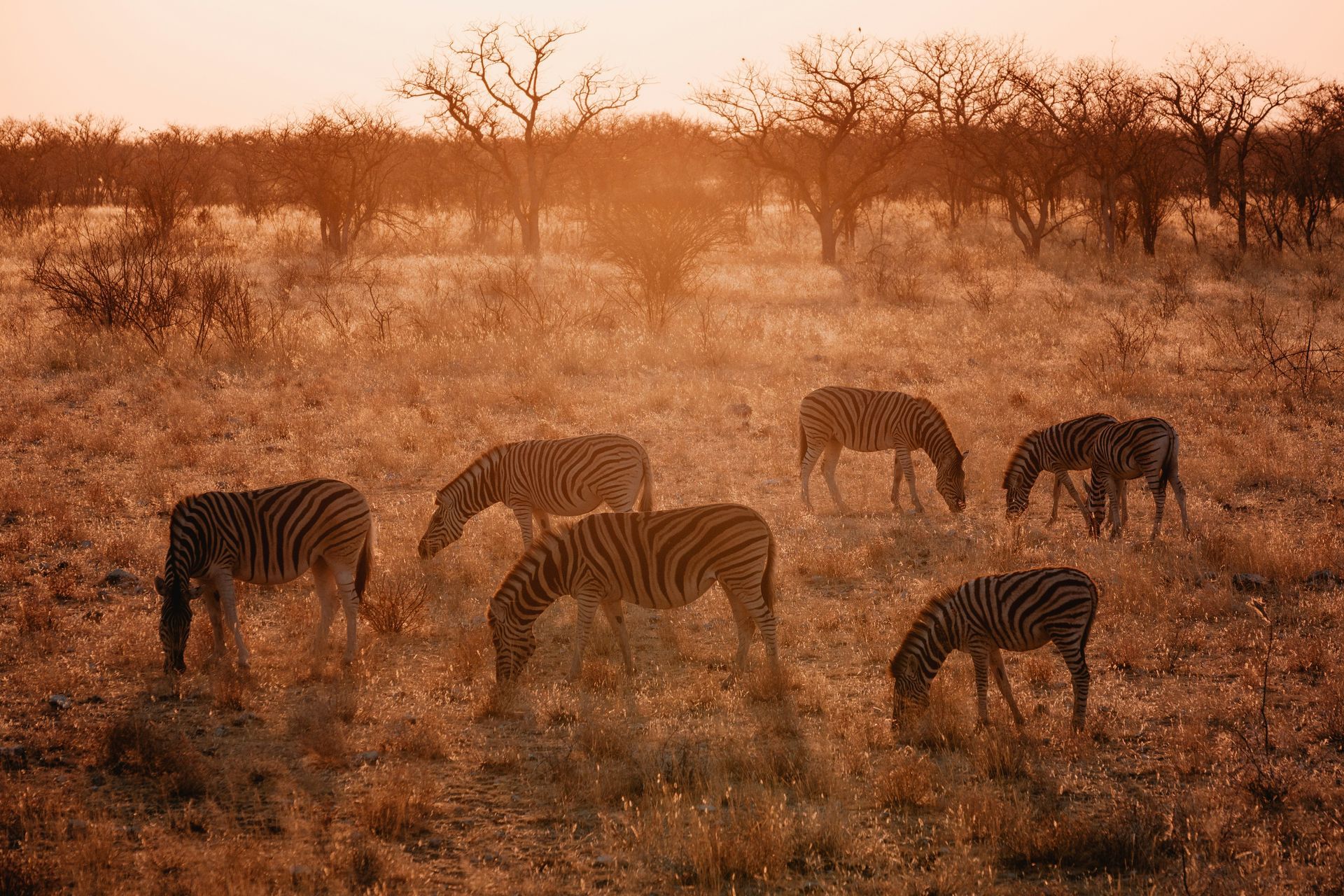 Zebras grazing in a savanna at sunset; orange and brown tones in Etosha National Park, Namibia.