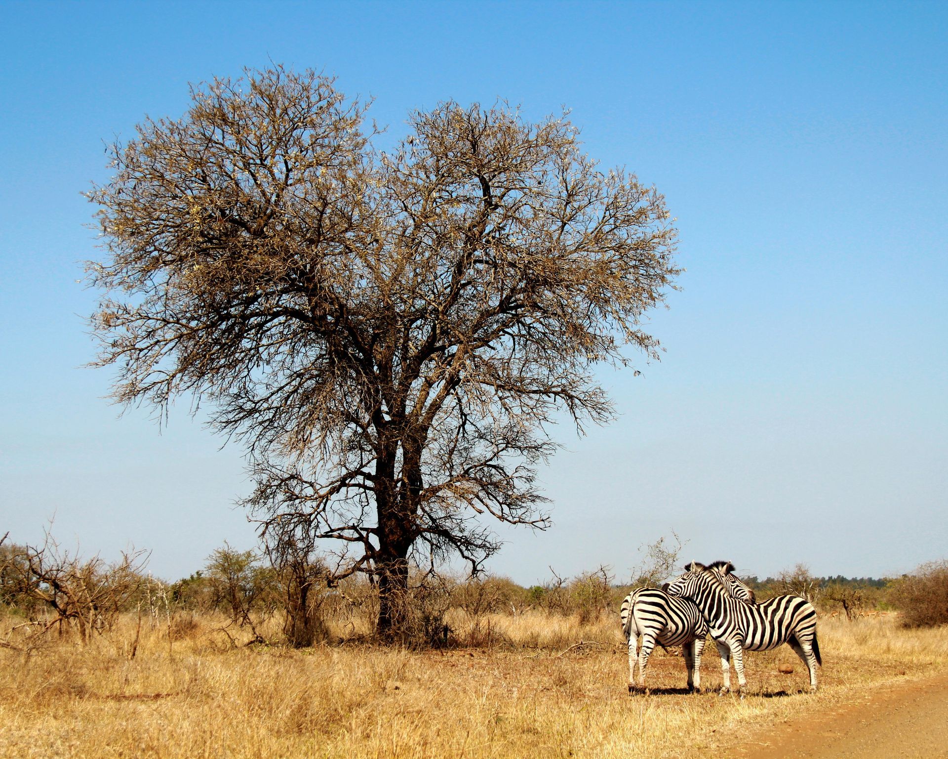 Two zebras stand near a tree in a dry, grassy savanna under a blue sky in Kruger National Park, South Africa.