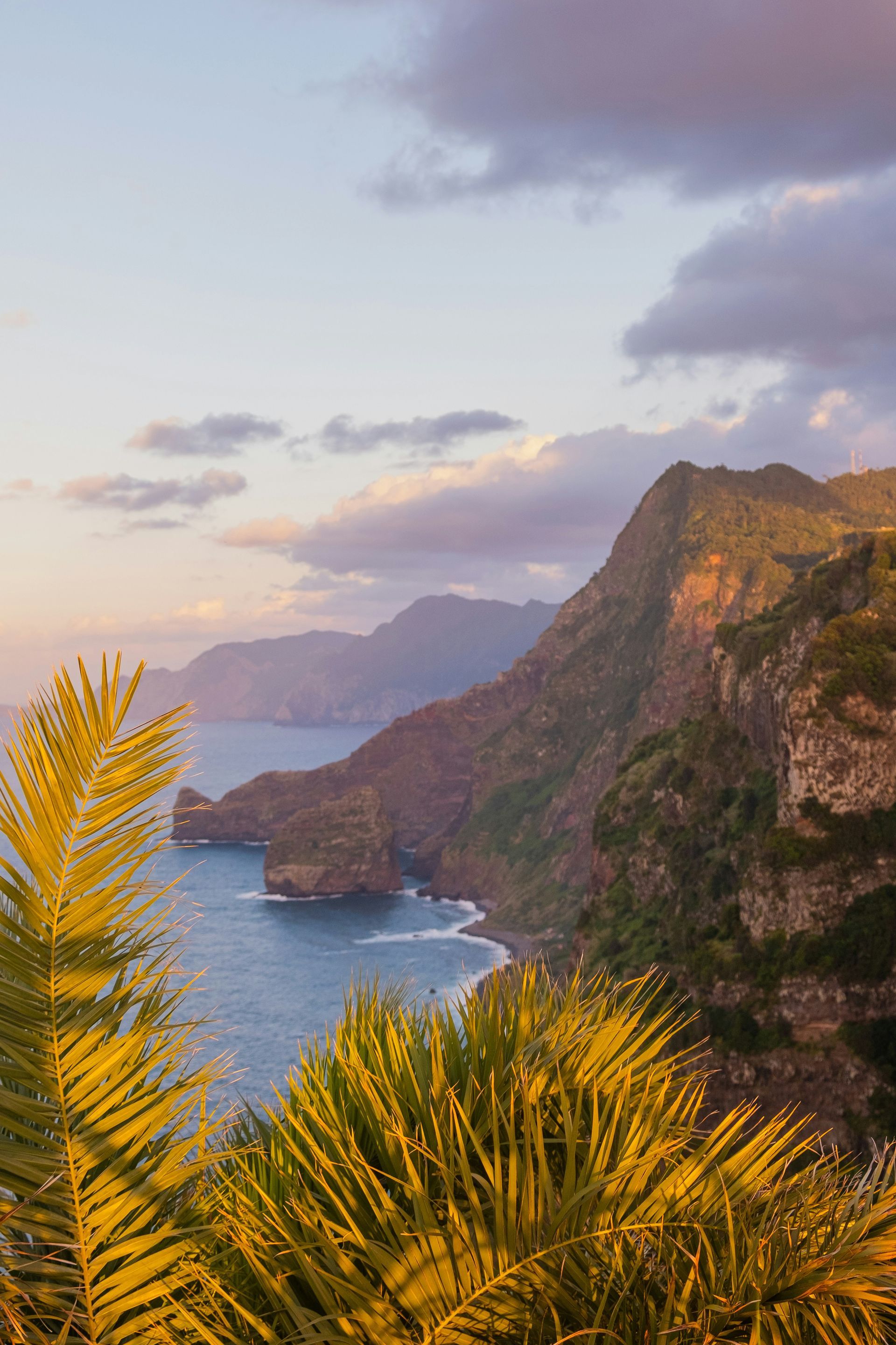 Coastal view of cliffs and ocean, with palm trees in the foreground at sunset on the island of Madeira, Portugal.