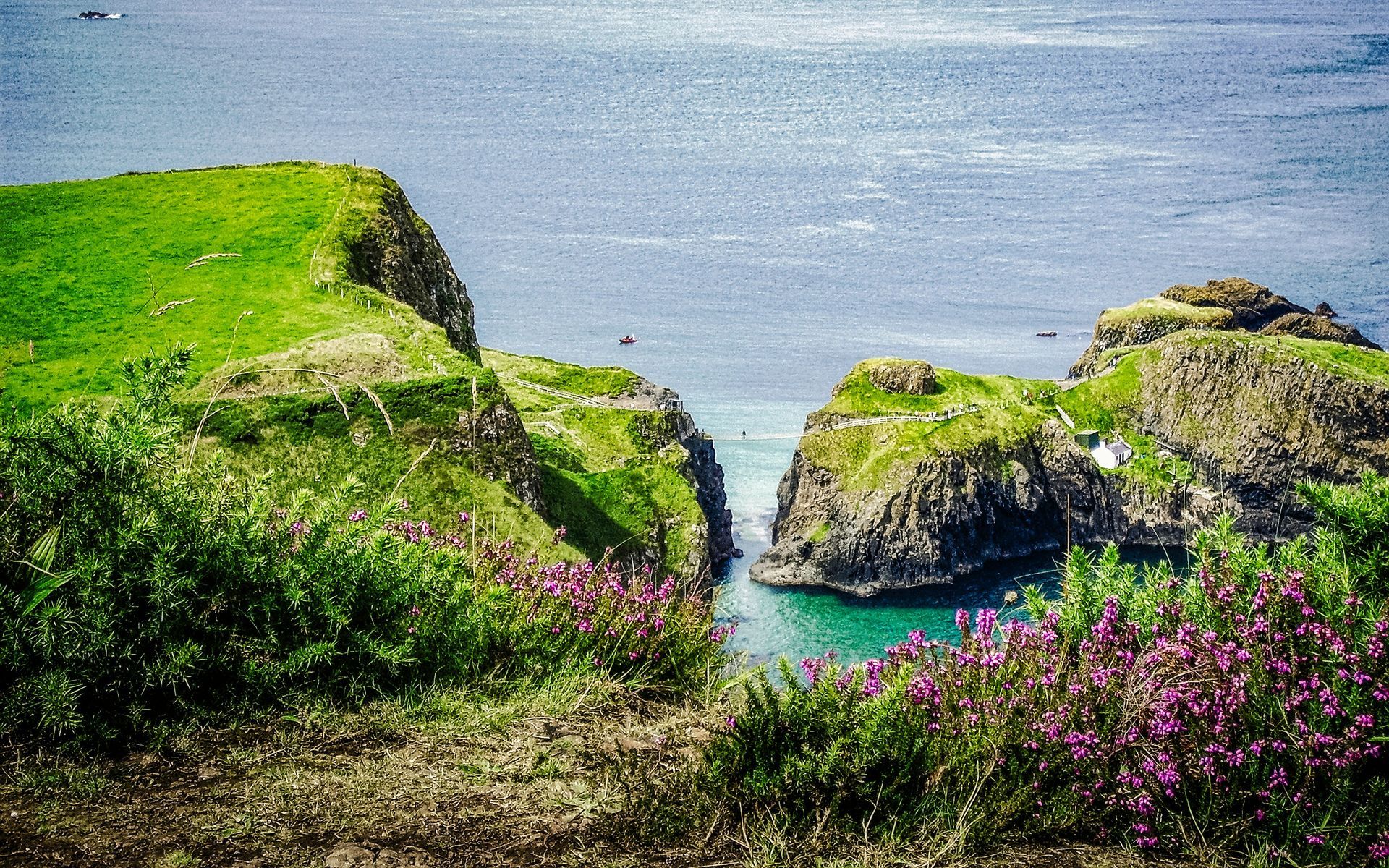 Purple flowers on two green cliffs connected by the Carrick-a-Rede bridge over a turquoise bay in Northern Ireland. 